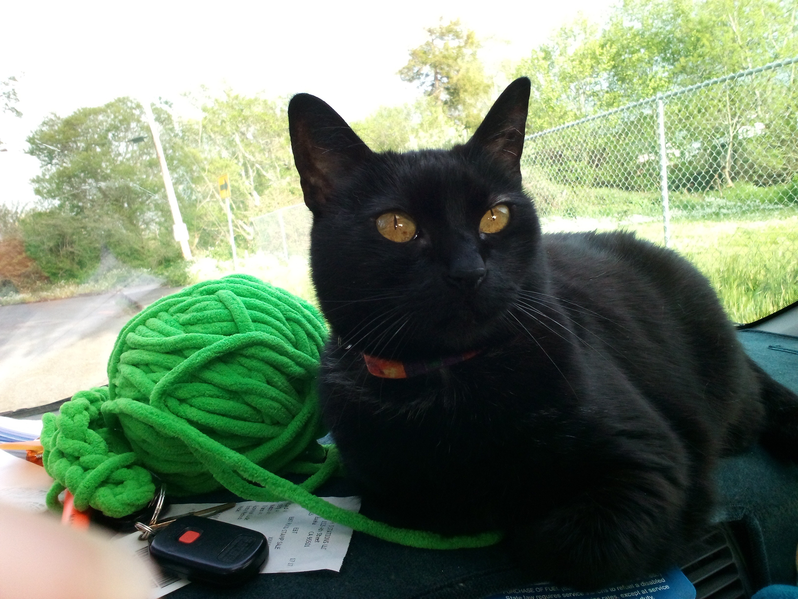 Help Sissy Get the Vet Care She Needs campaign photo, 2 of 7