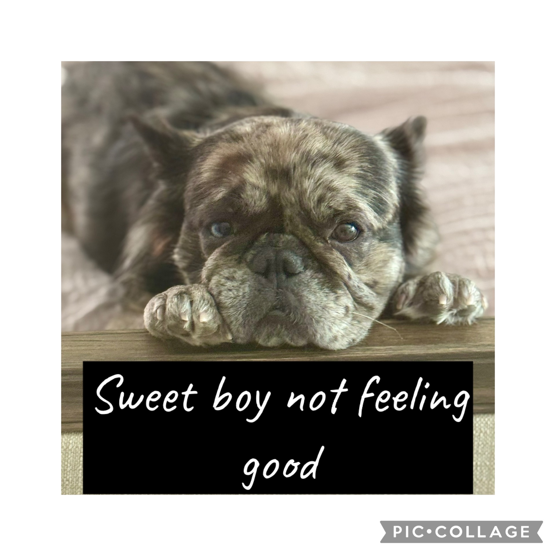 Help Gus and Joi Breathe Easy: Support his Surgery campaign photo, 6 of 7