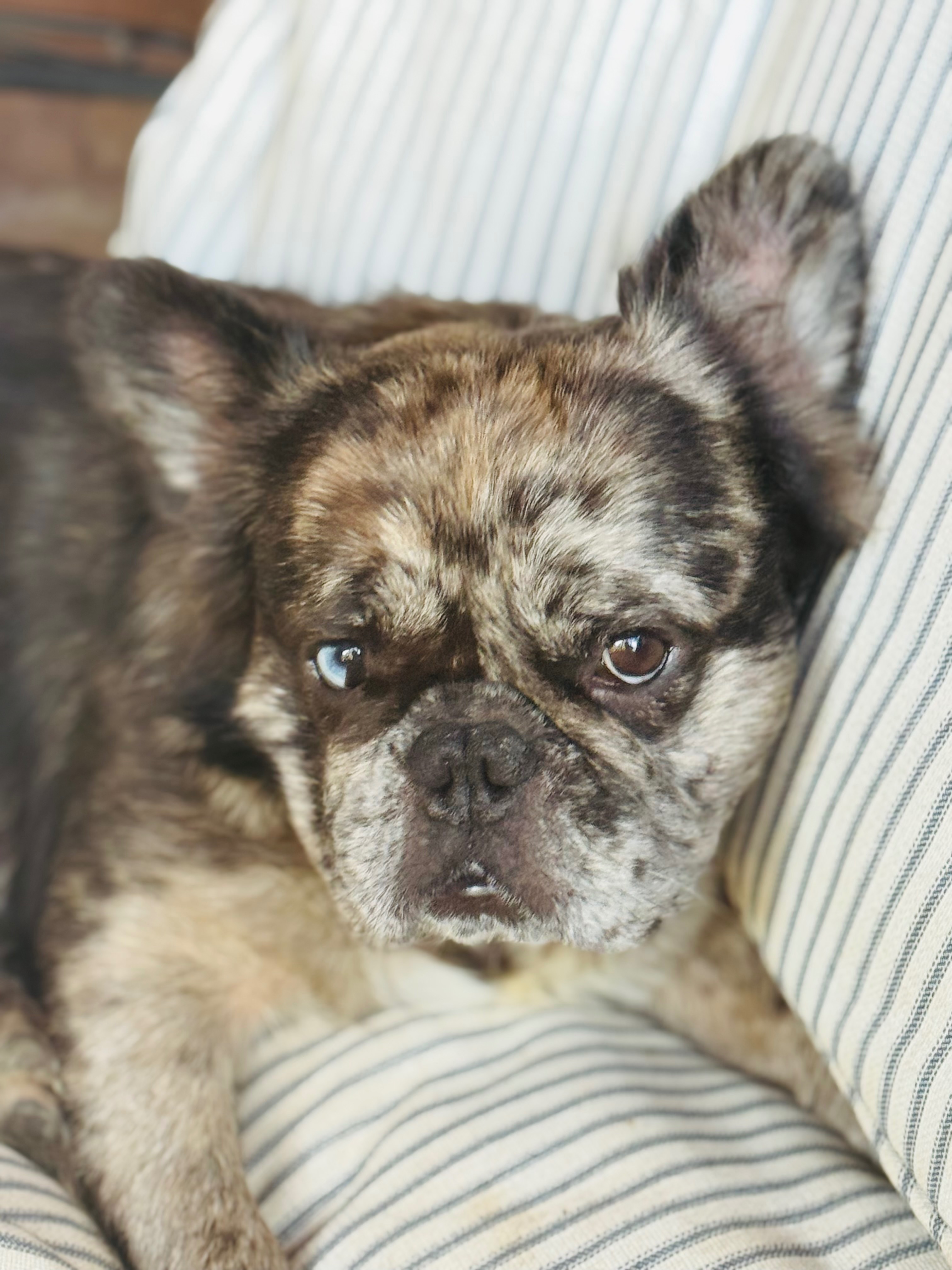 Help Gus and Joi Breathe Easy: Support his Surgery campaign photo, 2 of 7