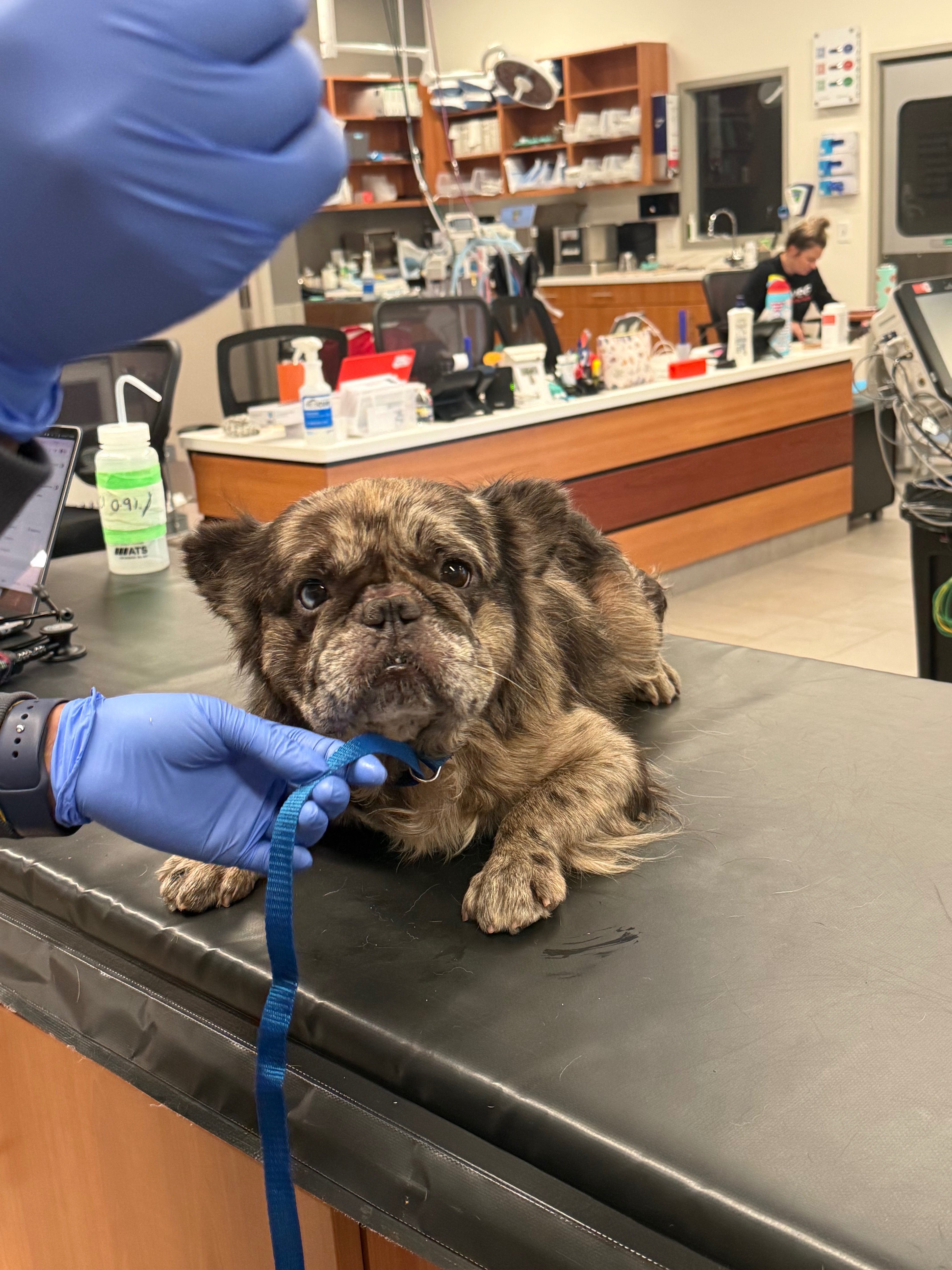 Help Gus and Joi Breathe Easy: Support his Surgery campaign photo, 5 of 7