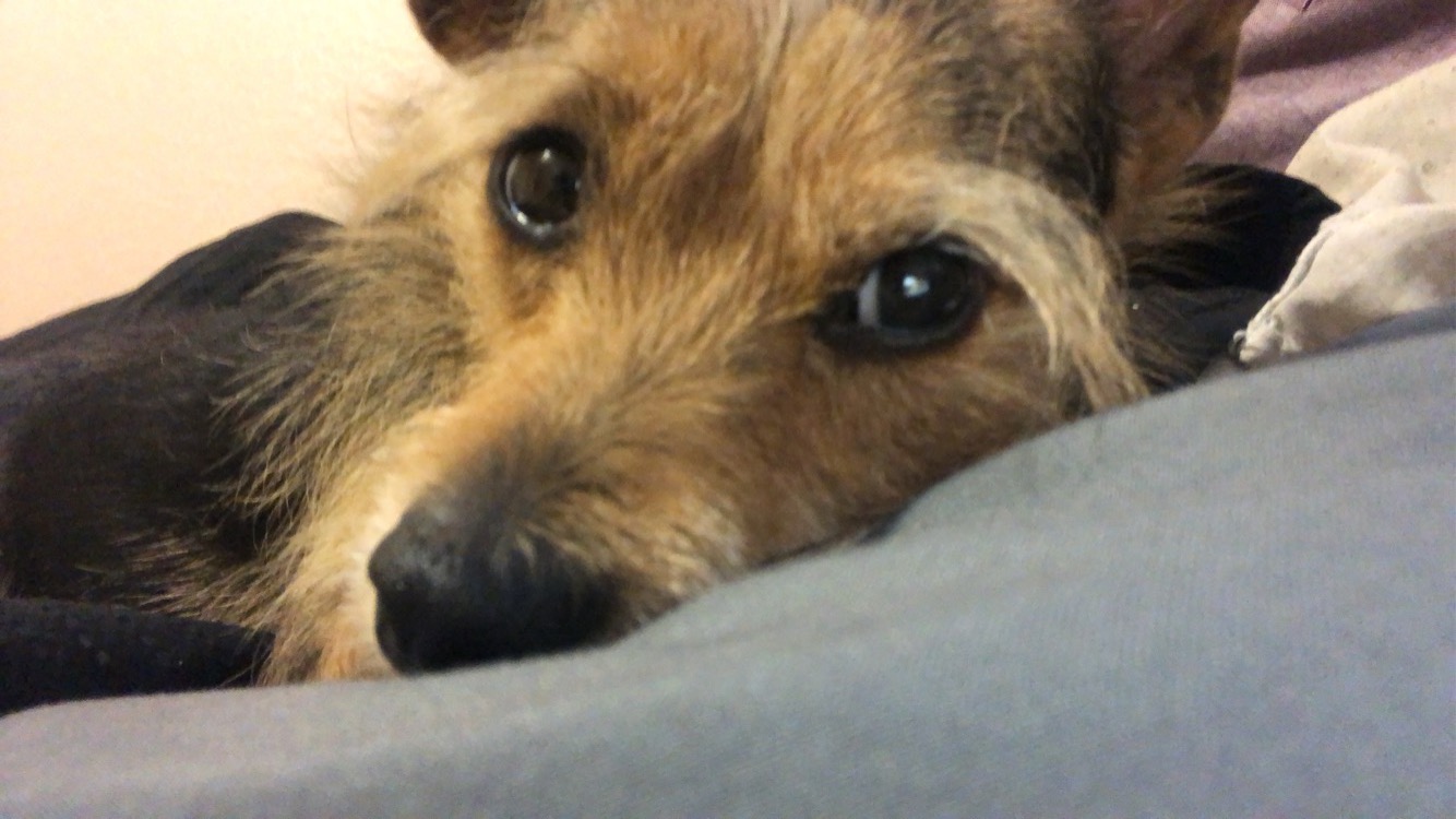 Help my dog Phoenix remove her kidney stone campaign photo, 7 of 8