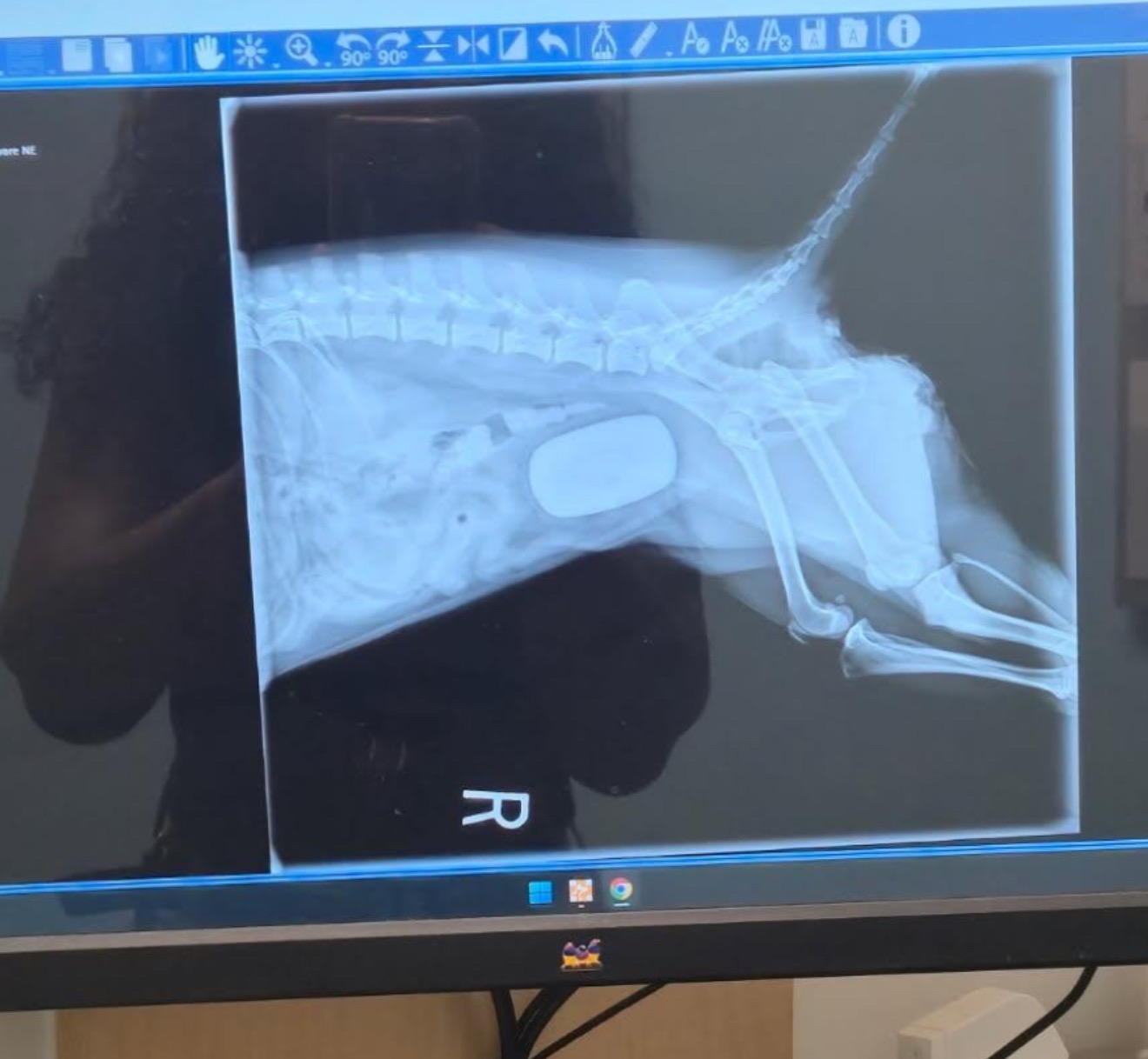 Help my dog Phoenix remove her kidney stone campaign photo, 4 of 8