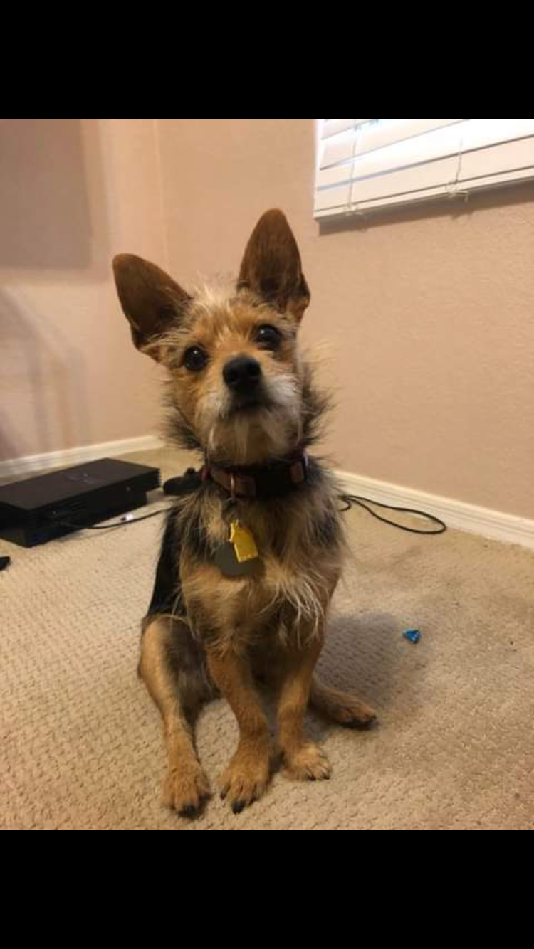 Help my dog Phoenix remove her kidney stone campaign photo, 5 of 8