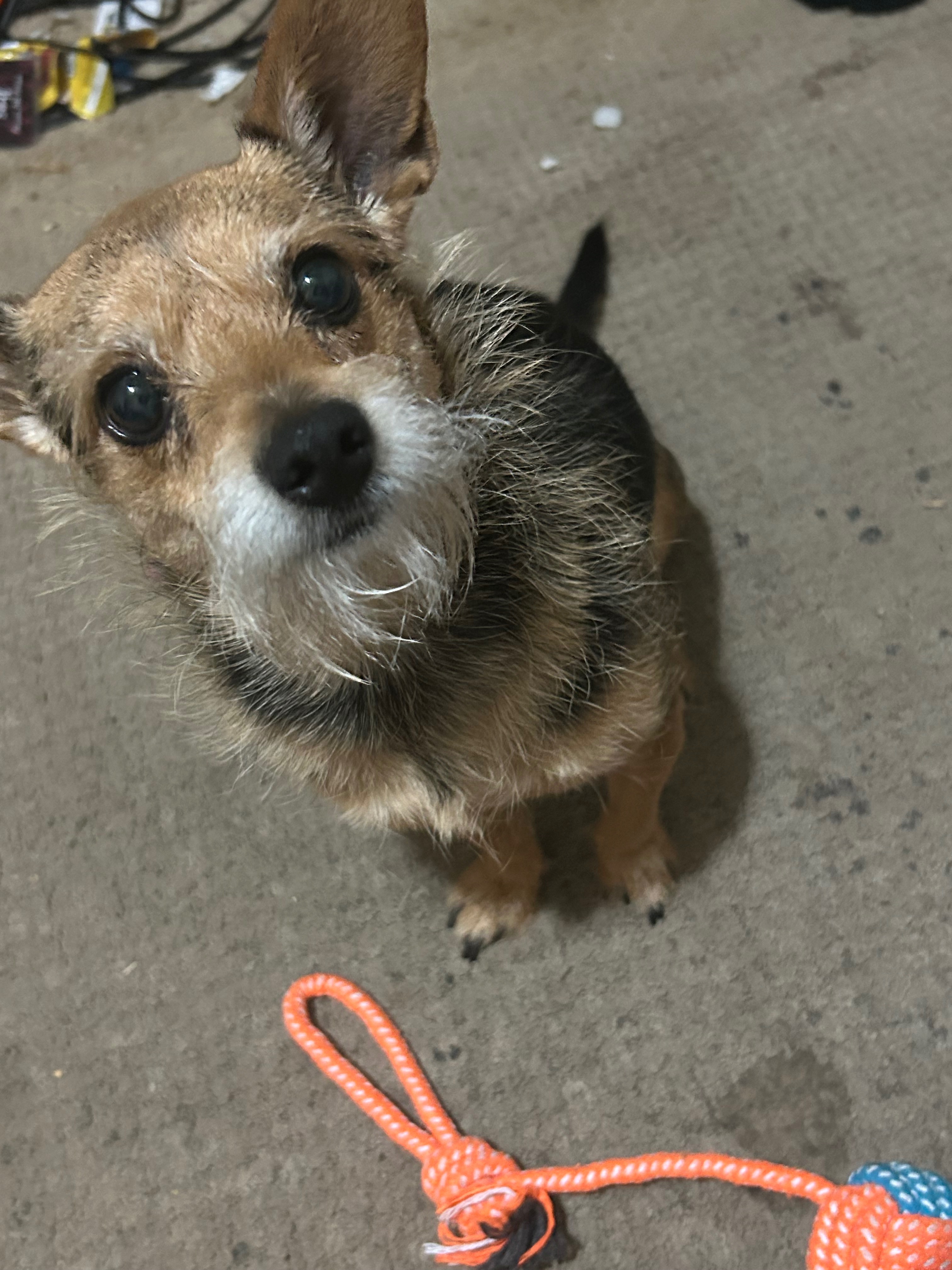 Help my dog Phoenix remove her kidney stone campaign photo, 6 of 8