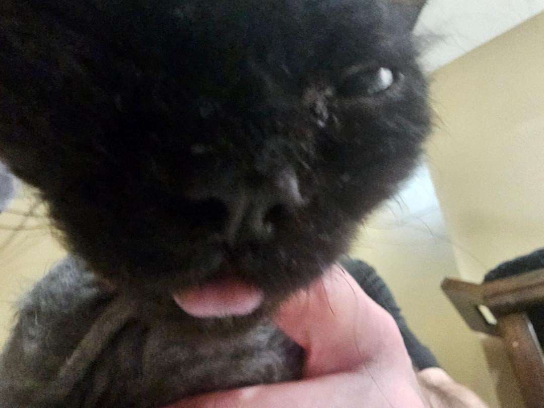Help Shiki Fight FIP and Get Lifesaving Care campaign photo, 5 of 6