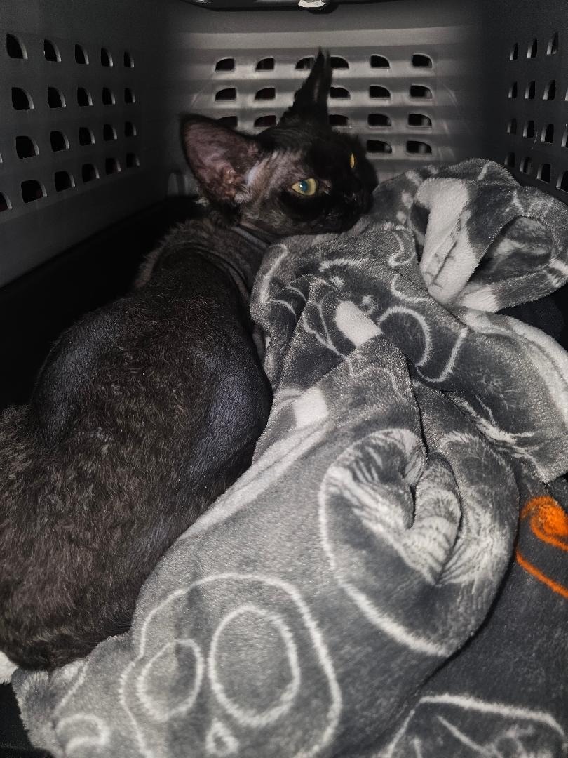 Help Shiki Fight FIP and Get Lifesaving Care campaign photo, 2 of 6