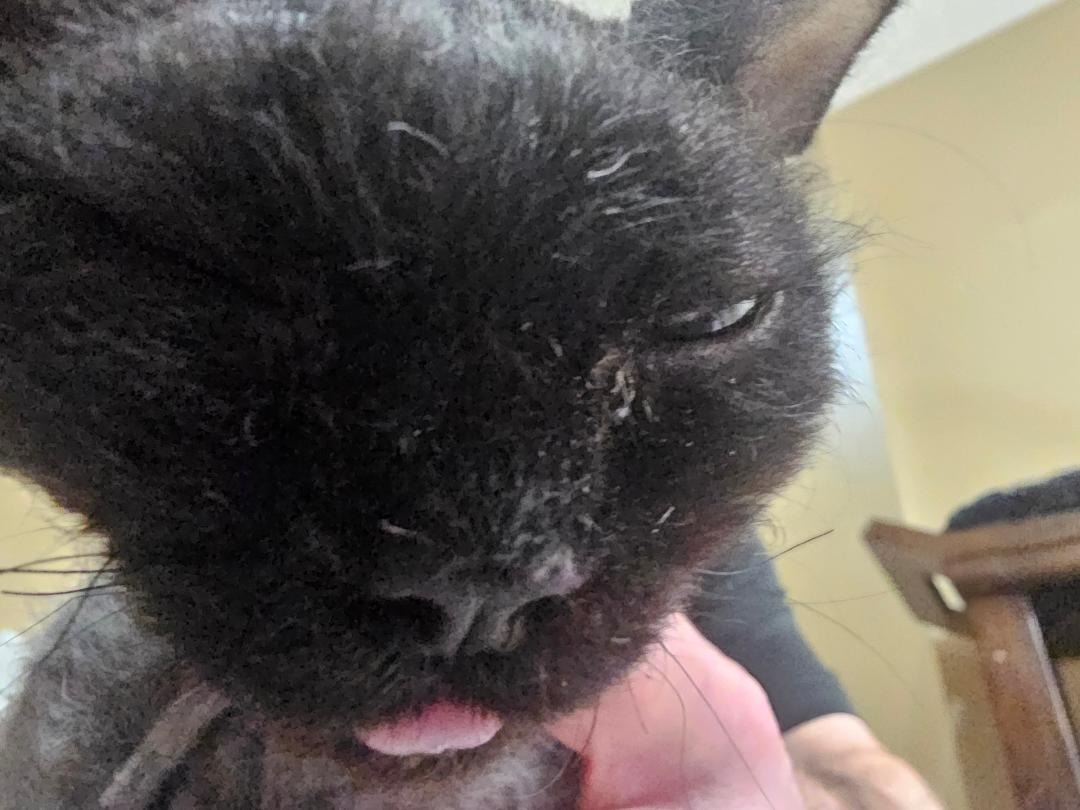 Help Shiki Fight FIP and Get Lifesaving Care campaign photo, 4 of 6