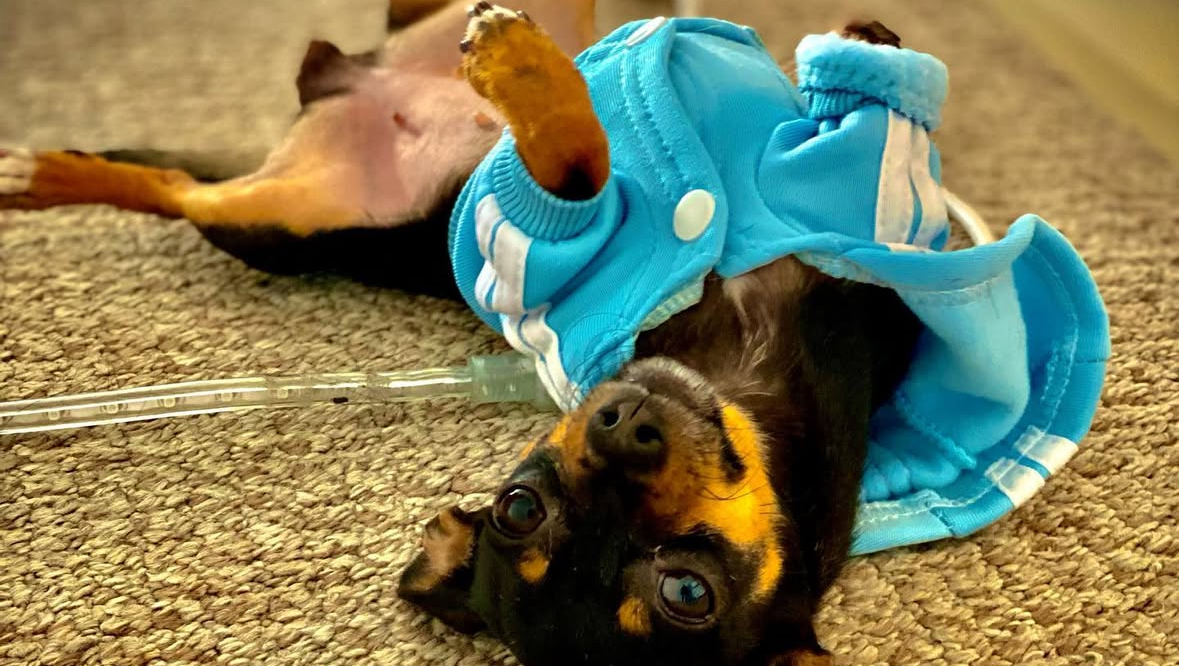 Help My Chihuahua Walk Again with a Prosthetic Leg photo