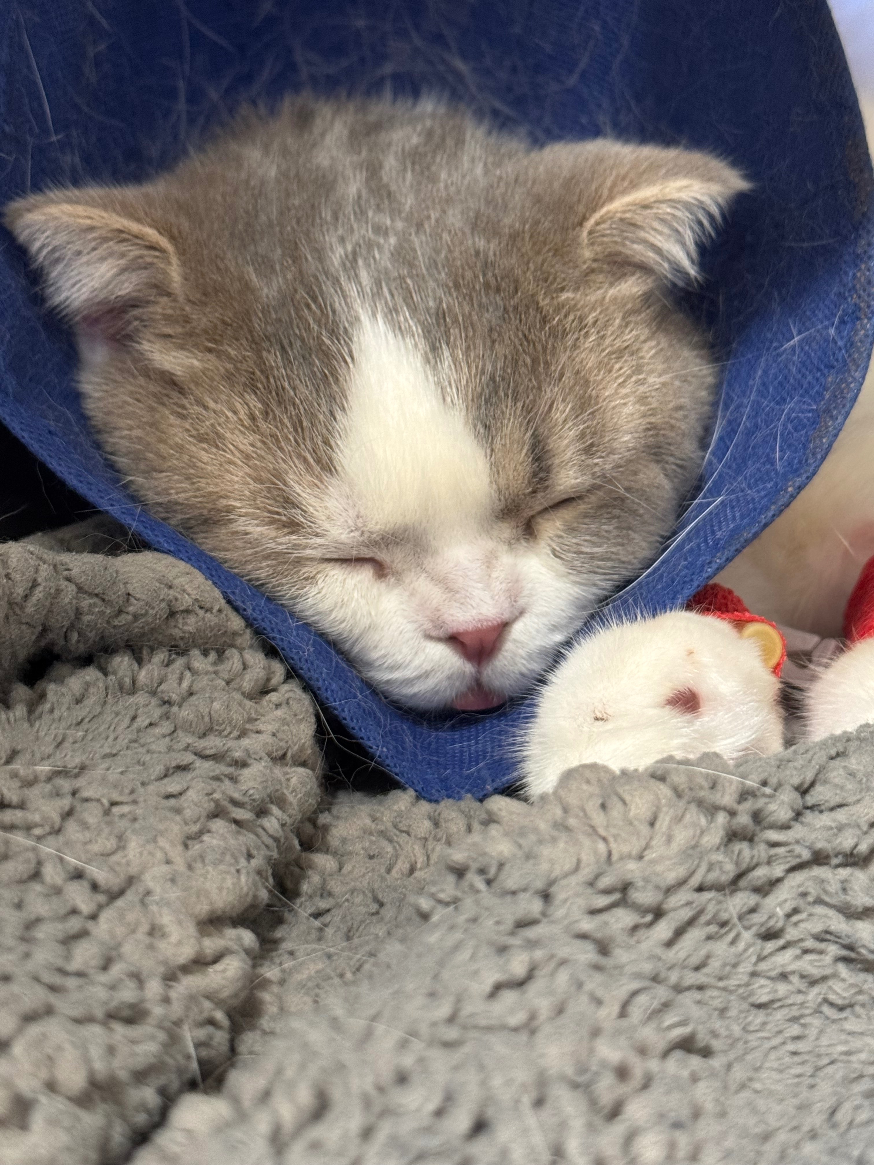 Help cover Tobiko’s medical bills campaign photo, 2 of 7