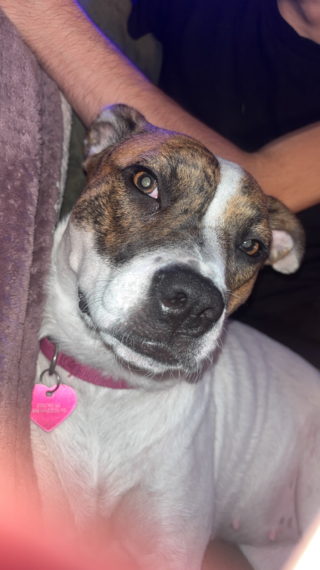 Help Luna fight parvo campaign photo, 6 of 6