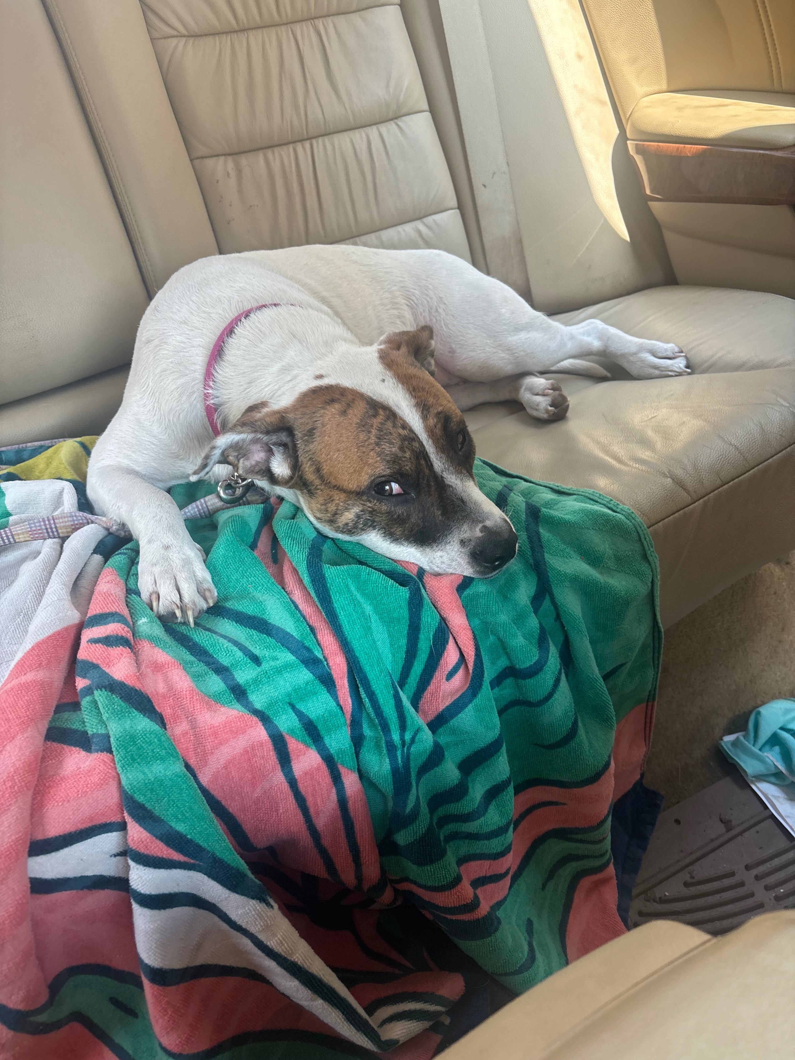 Help Luna fight parvo campaign photo, 2 of 6