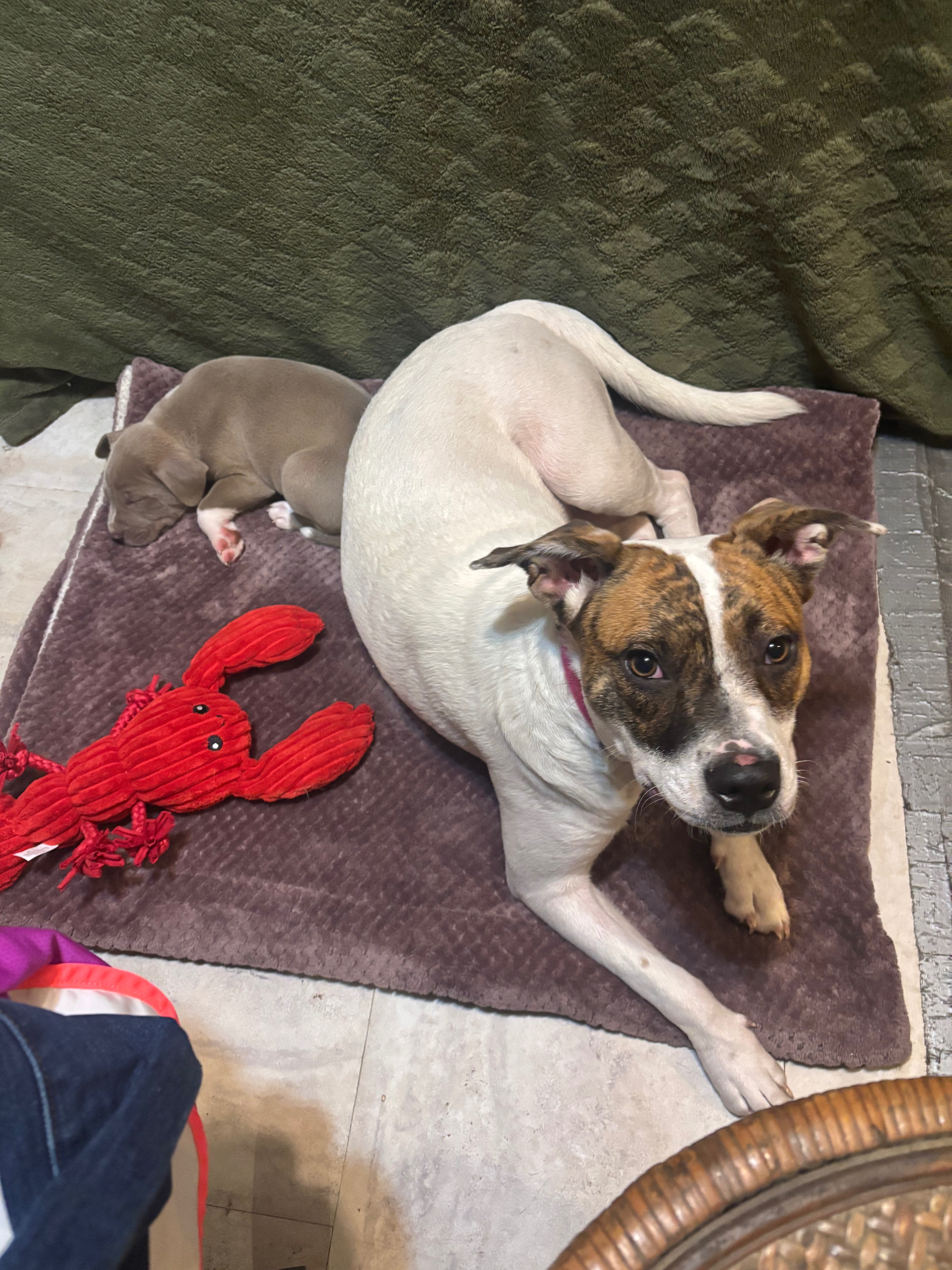 Help Luna fight parvo campaign photo, 4 of 6
