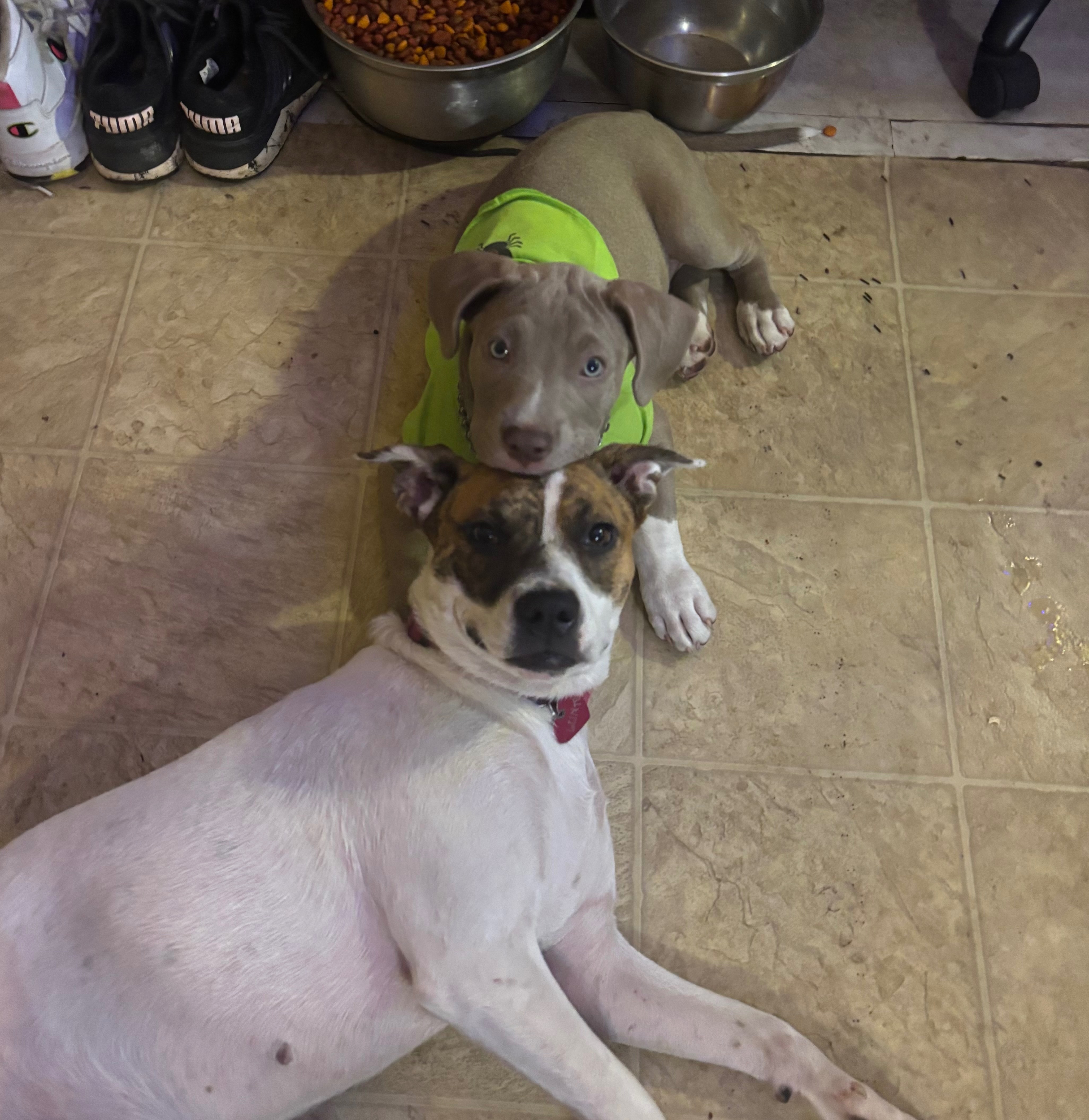 Help Luna fight parvo campaign photo, 5 of 6