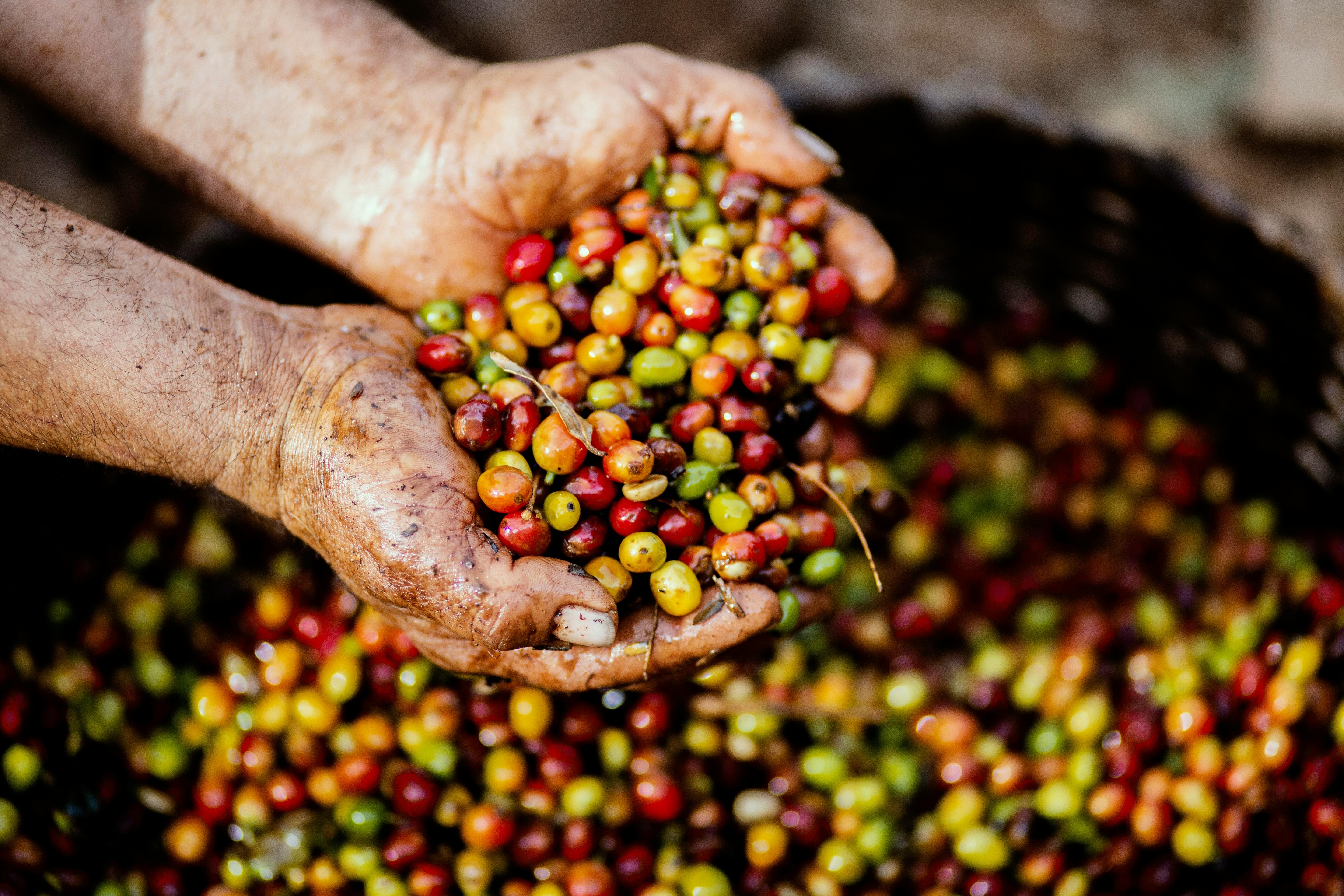 Help Me Start a  Mobile Sustainable Café :) campaign photo, 2 of 8