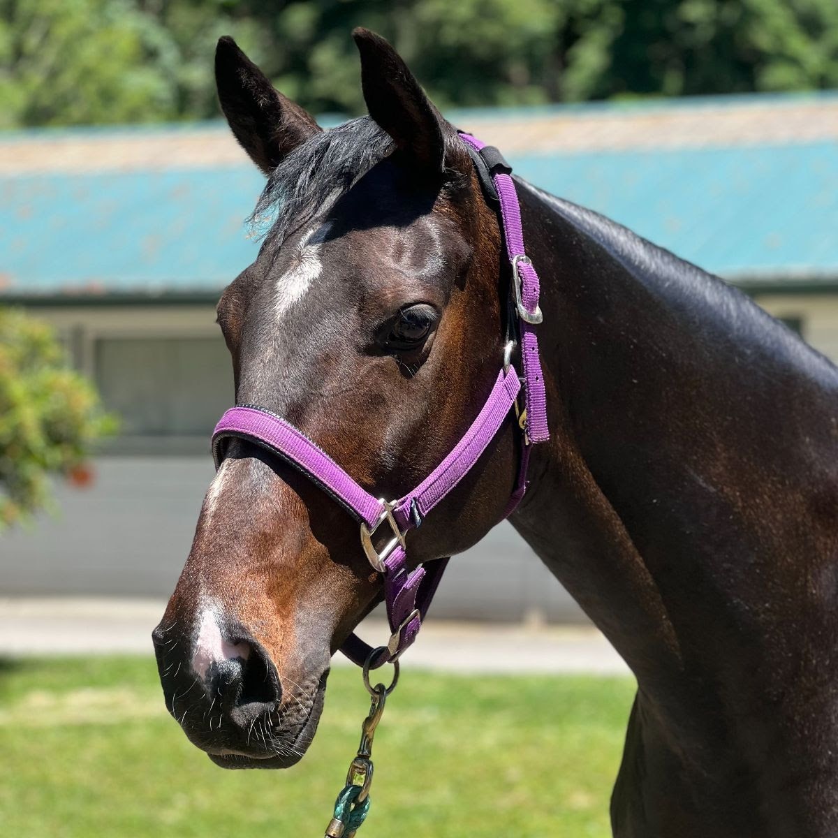 Help Nova, a Rescued Thoroughbred, Get Back Surgery campaign photo, 4 of 5