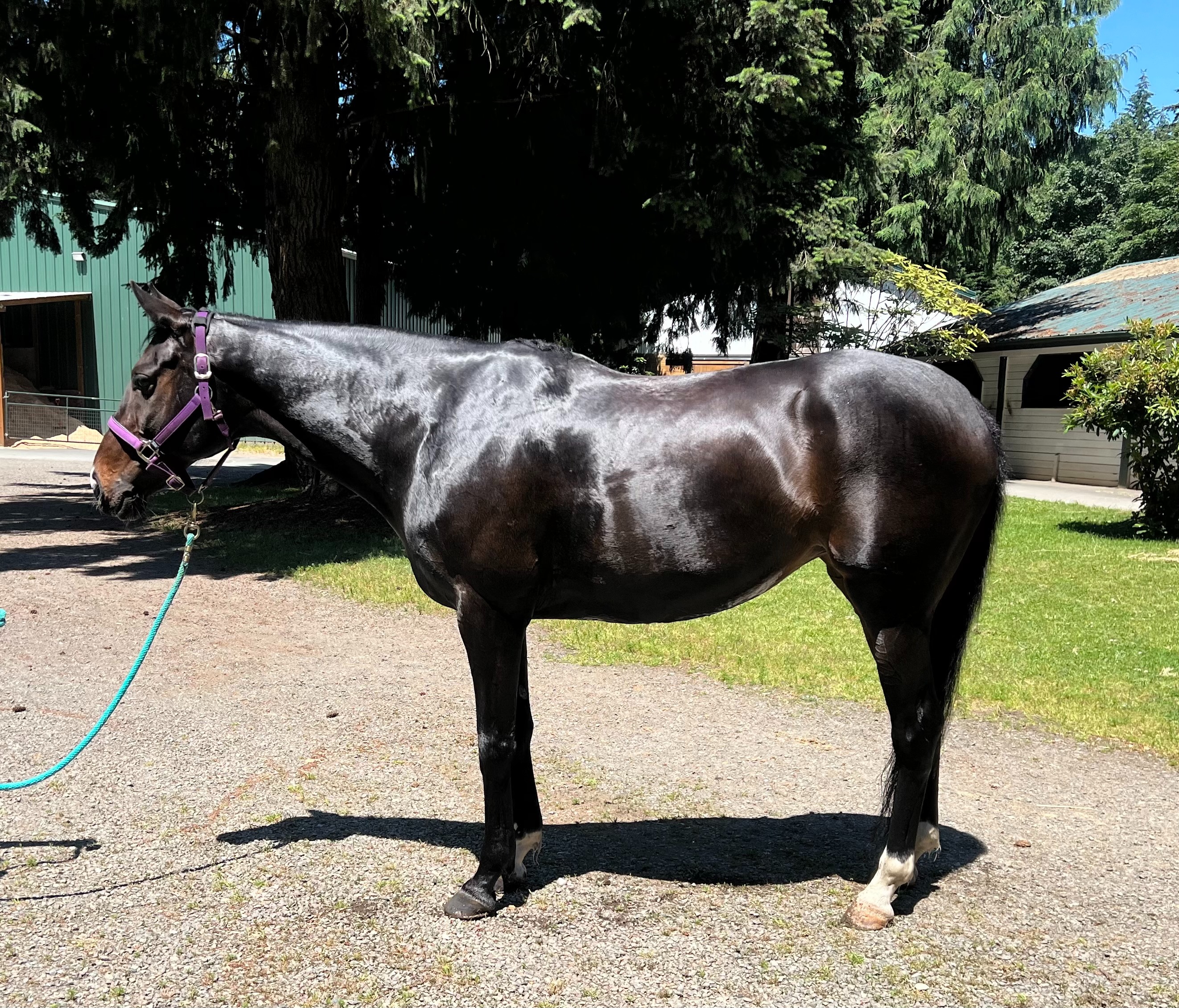 Help Nova, a Rescued Thoroughbred, Get Back Surgery campaign photo, 2 of 5