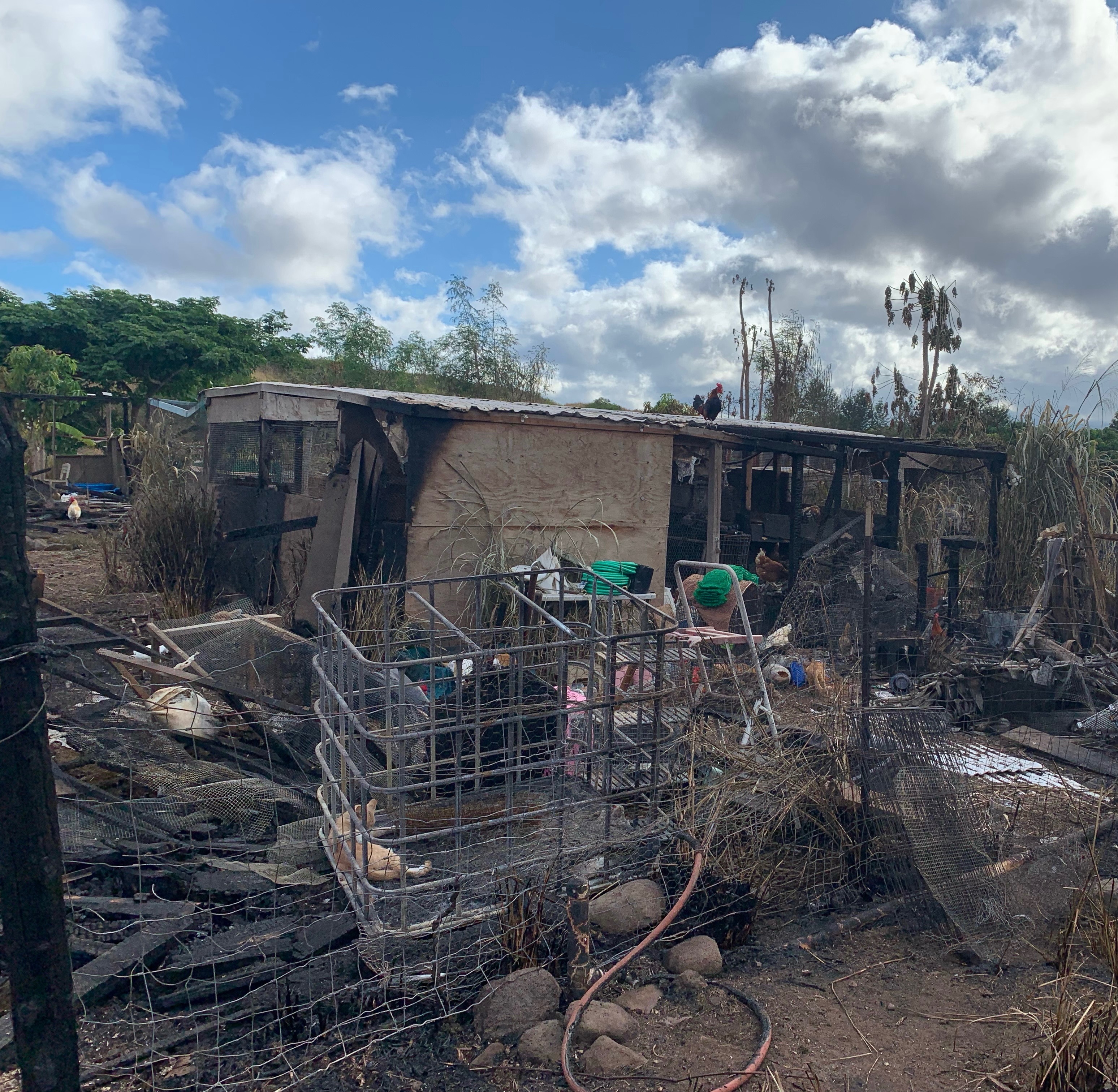 Support Chicken Paradise Hawaii’s Fire Recovery campaign photo, 7 of 8