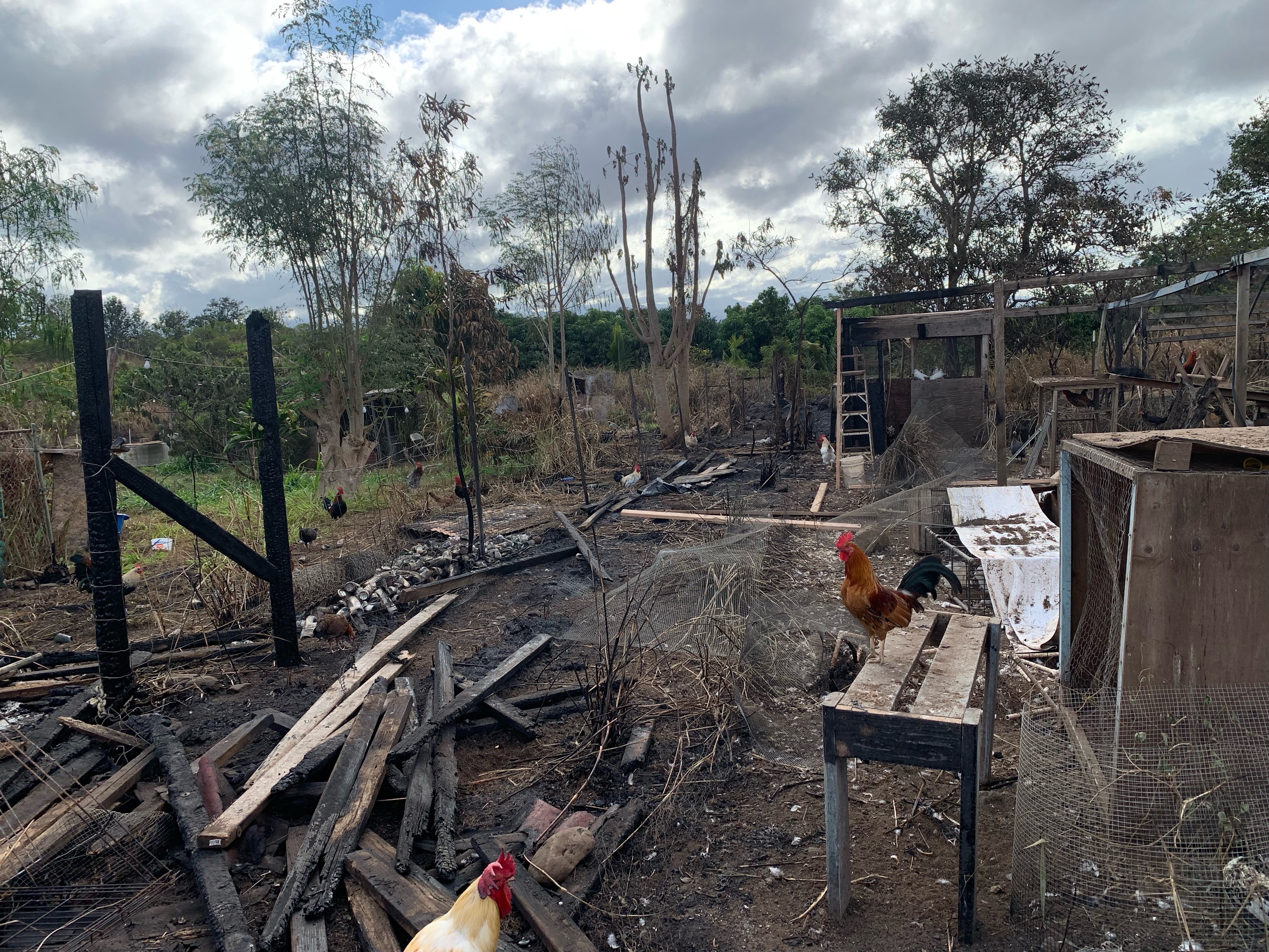 Support Chicken Paradise Hawaii’s Fire Recovery campaign photo, 5 of 8