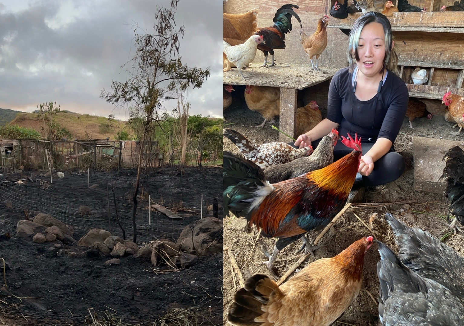 Support Chicken Paradise Hawaii’s Fire Recovery campaign photo, 6 of 8