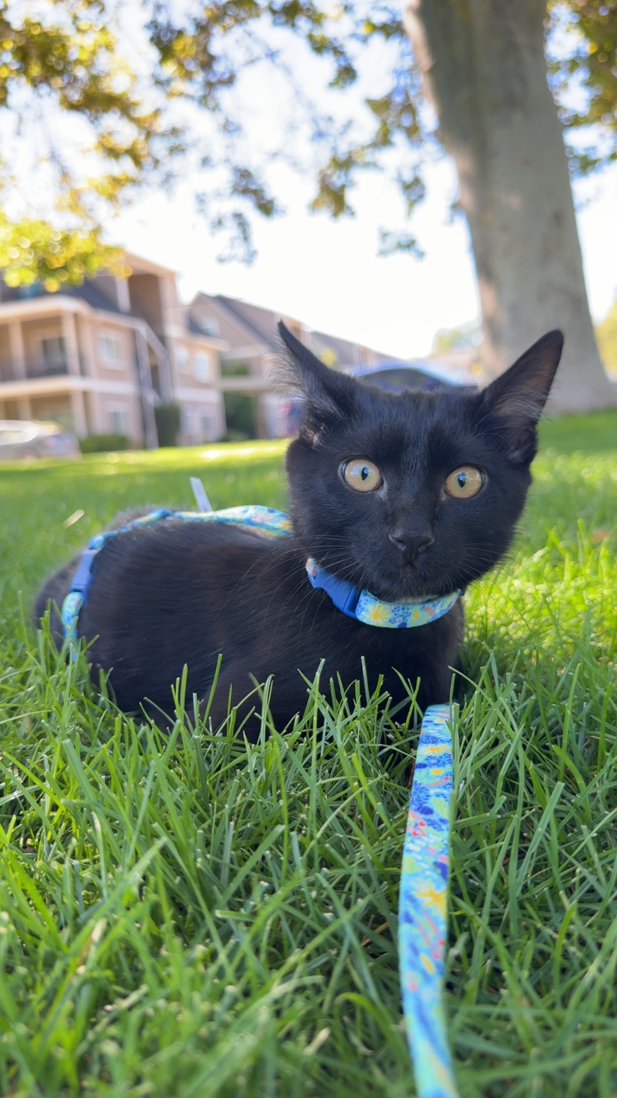 Vet care for Jacks: Every dollar helps campaign photo, 7 of 8