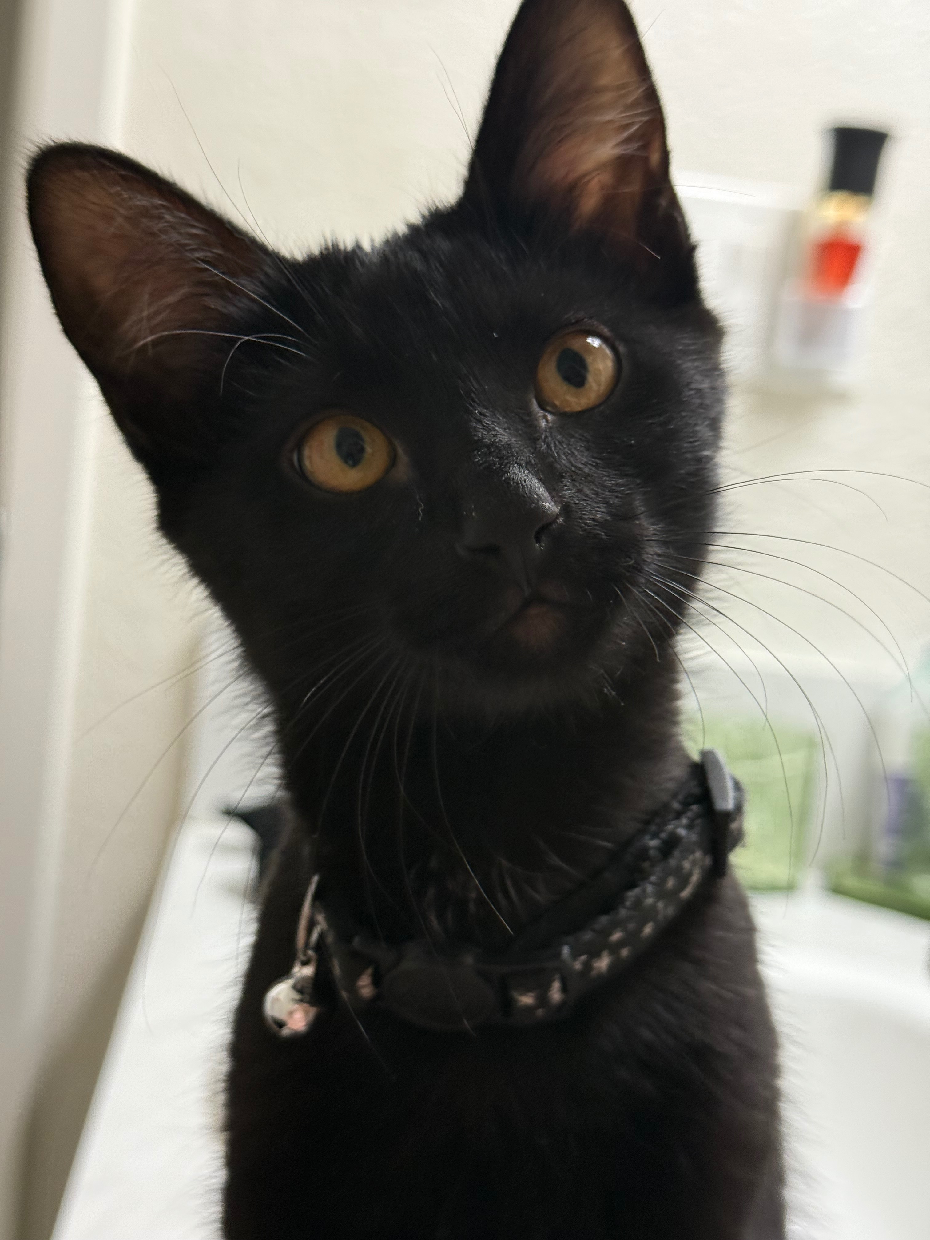 Vet care for Jacks: Every dollar helps campaign photo, 2 of 8