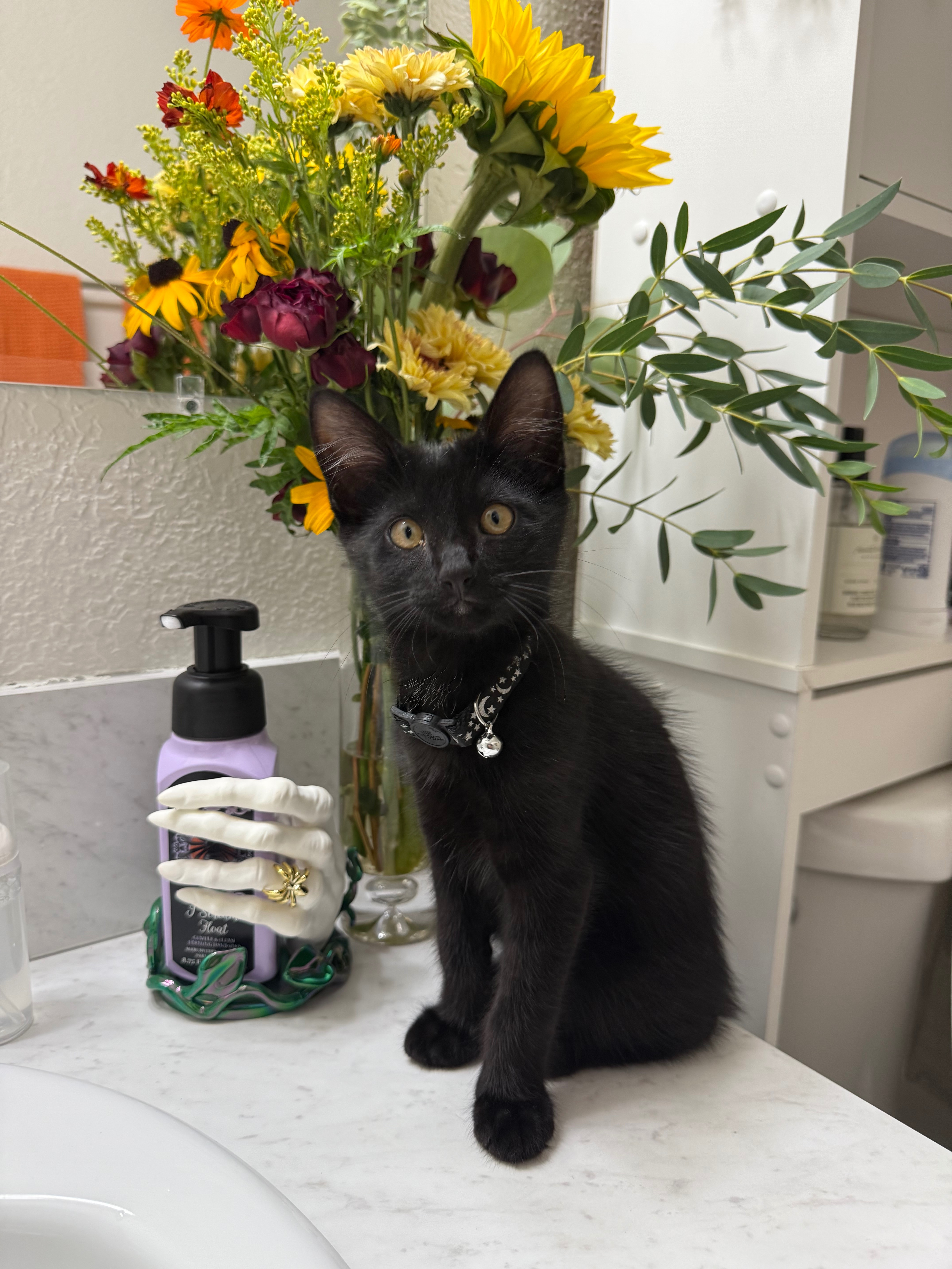 Vet care for Jacks: Every dollar helps campaign photo, 6 of 8