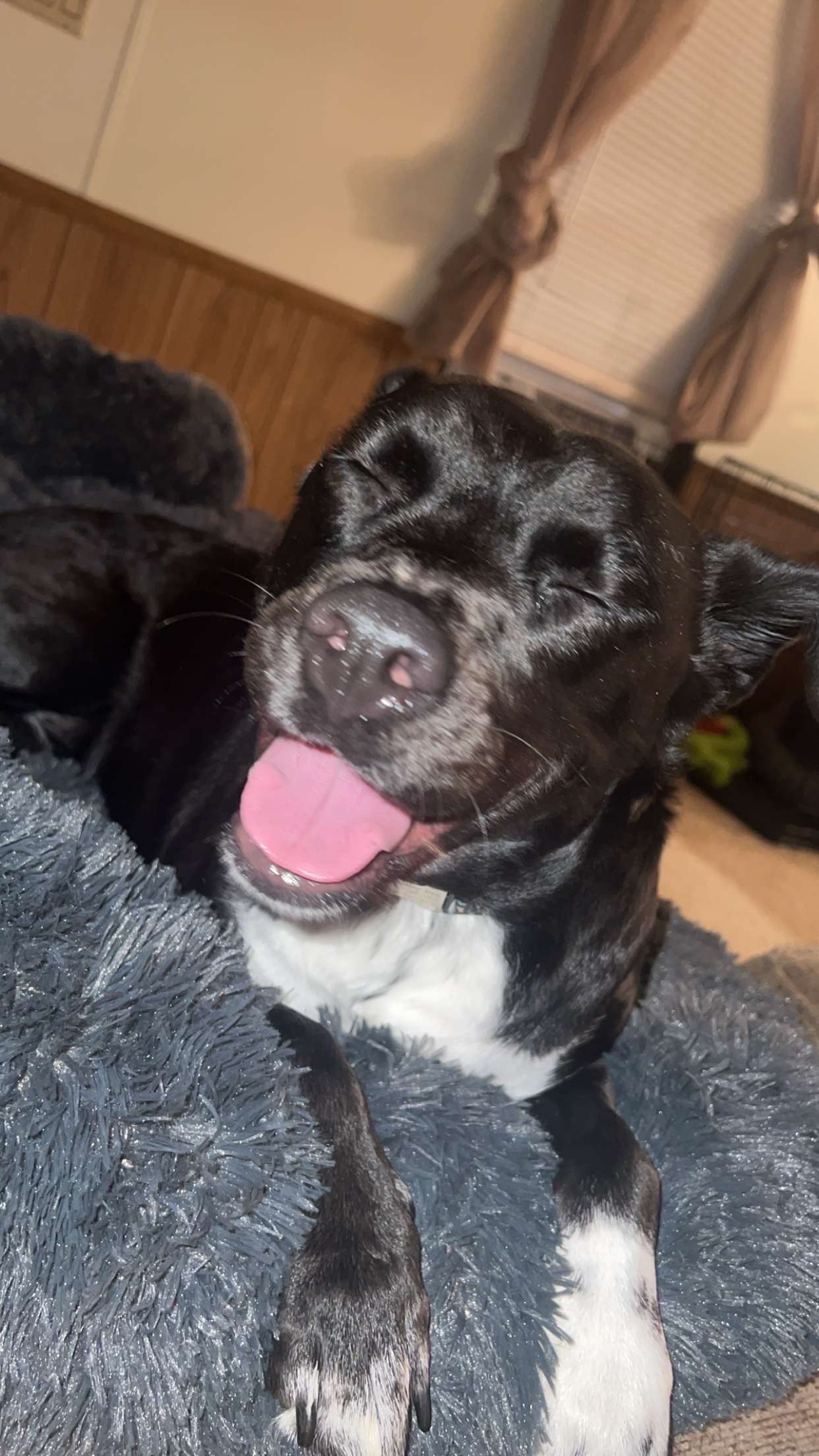 Help Paisley Get Back on Her Paws campaign photo, 6 of 6