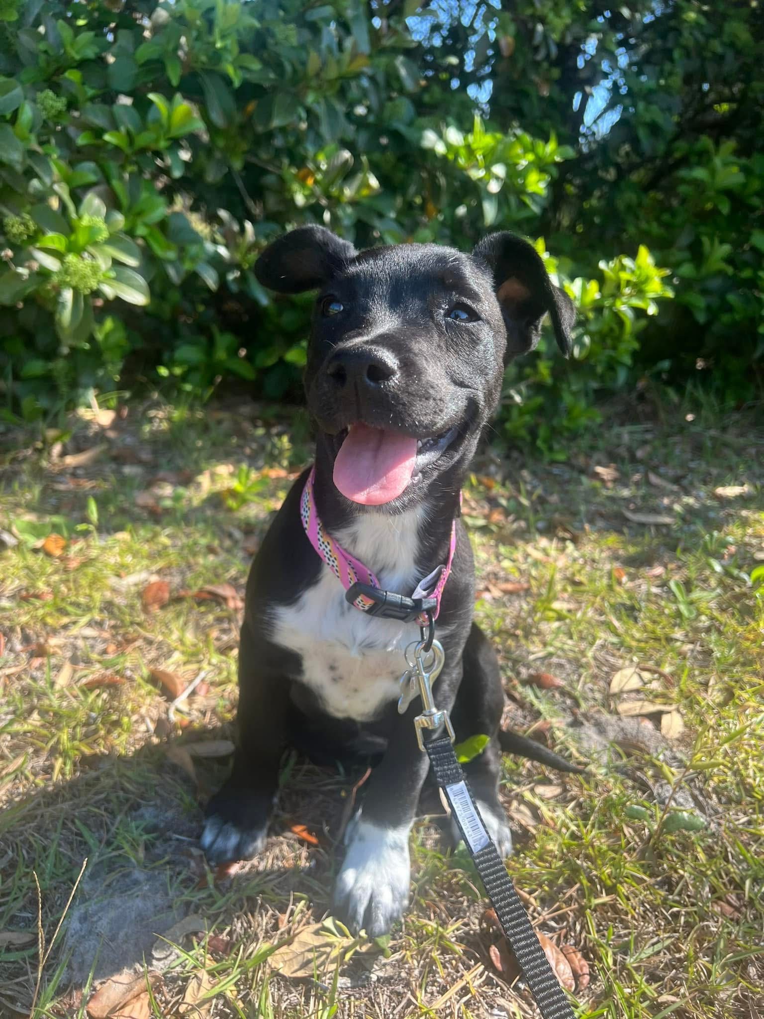 Help Paisley Get Back on Her Paws campaign photo, 2 of 6
