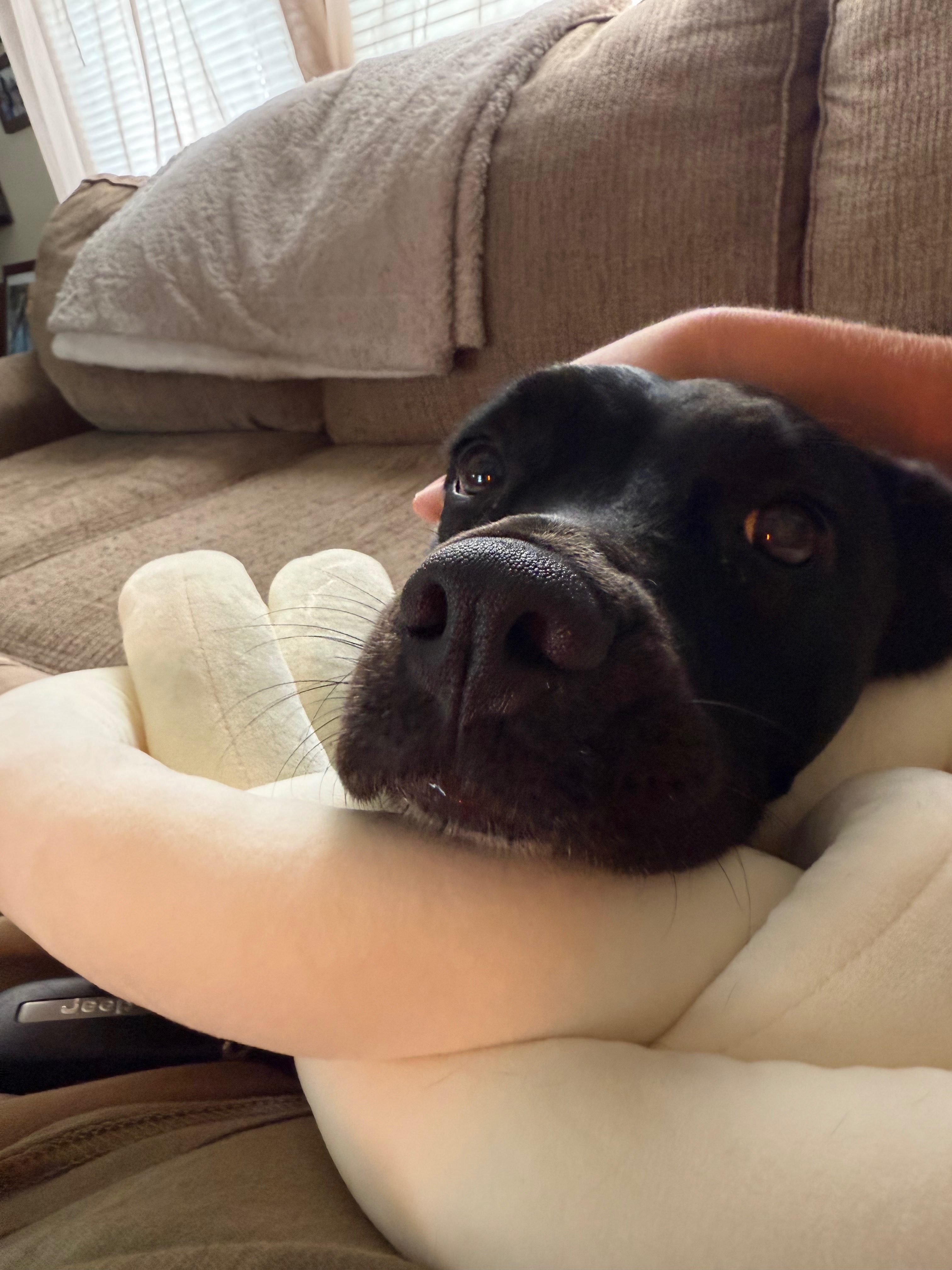 Help Paisley Get Back on Her Paws campaign photo, 4 of 6