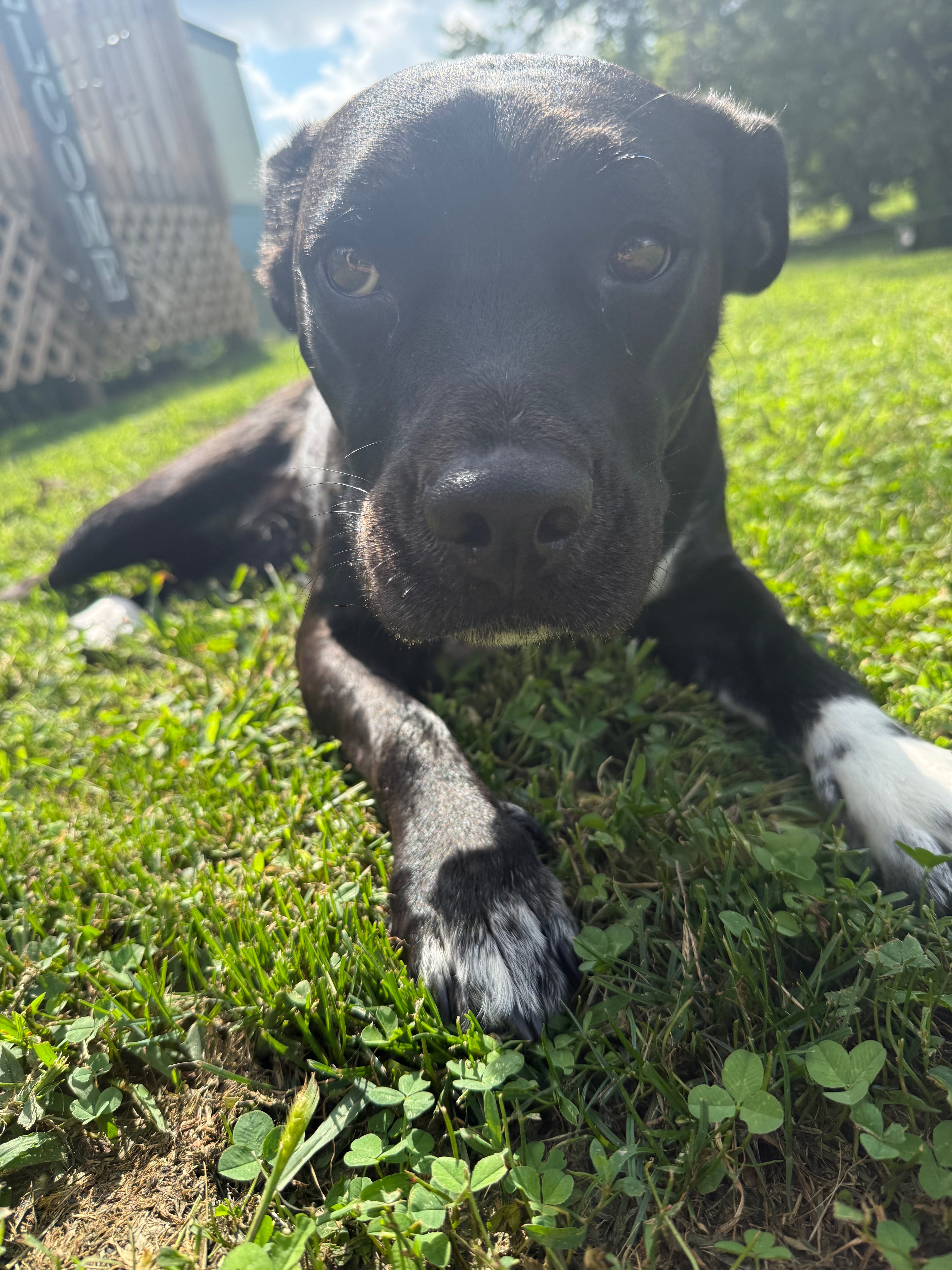 Help Paisley Get Back on Her Paws campaign photo, 5 of 6