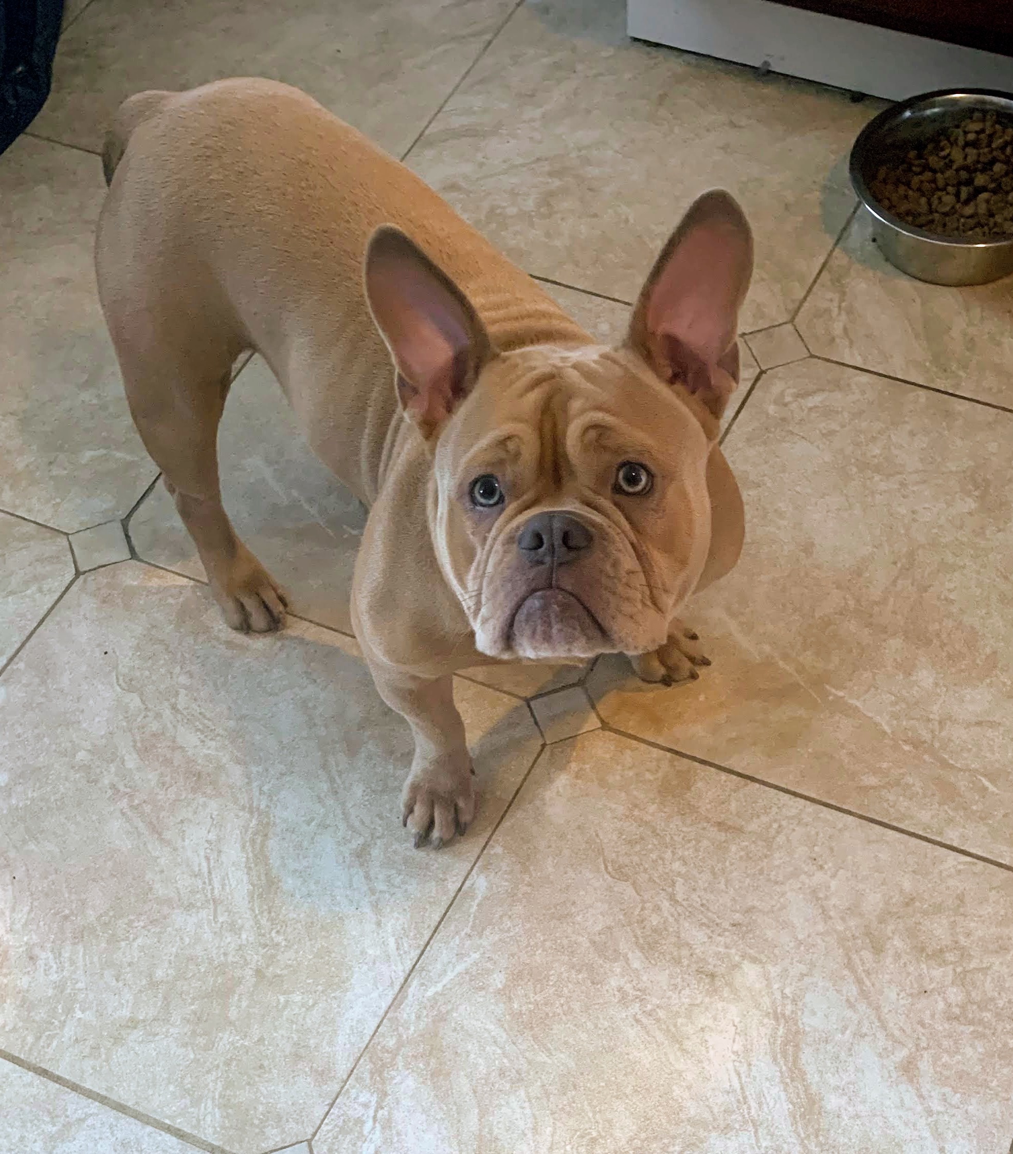 Help Save Loopy – Our Playful Pup Needs Emergency Surgery campaign photo, 4 of 5