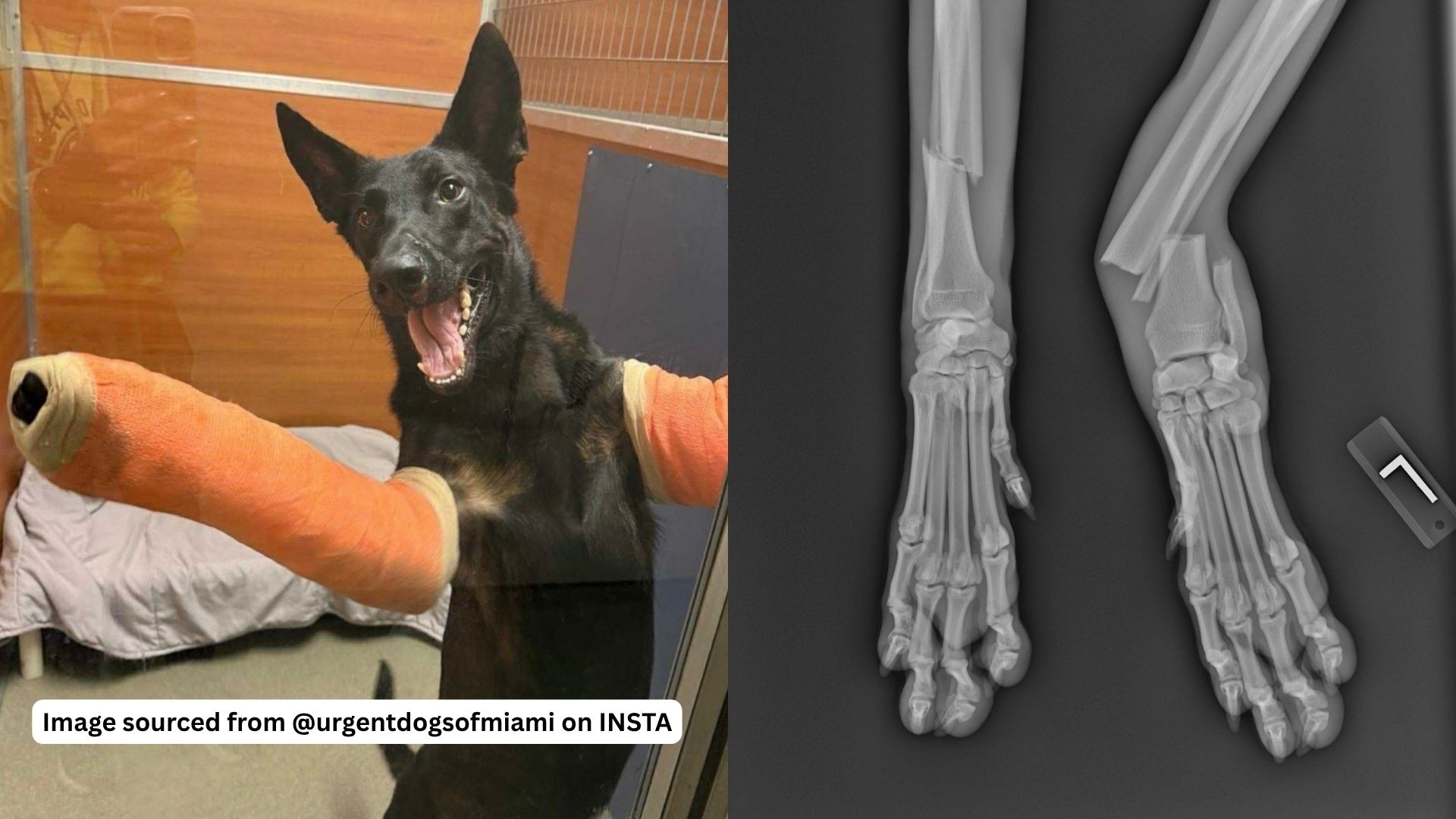 Help Turkey Walk Again - set to be euthanized 9.21 campaign photo, 2 of 4
