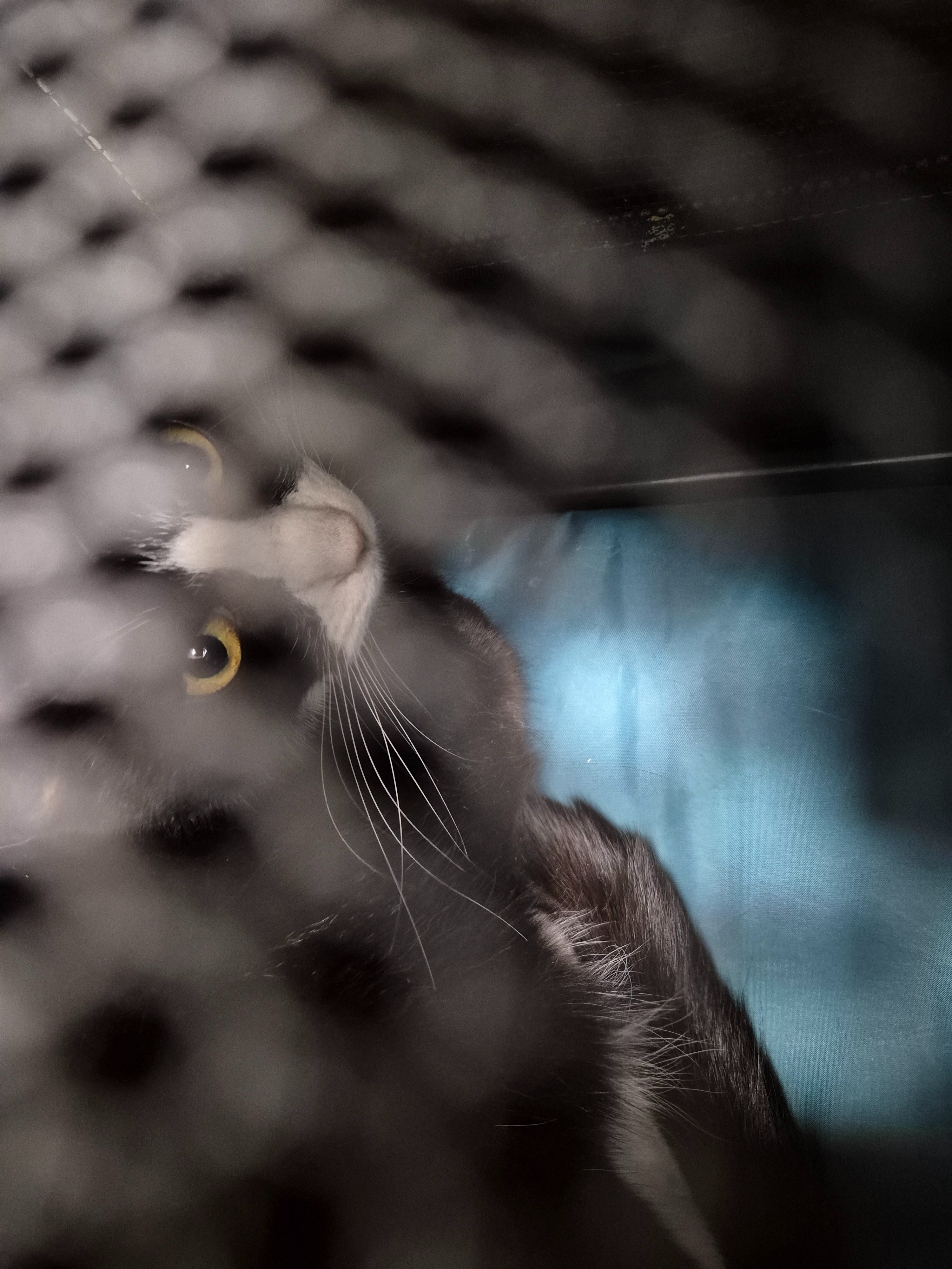 Please help with Rey's vet bills campaign photo, 2 of 5