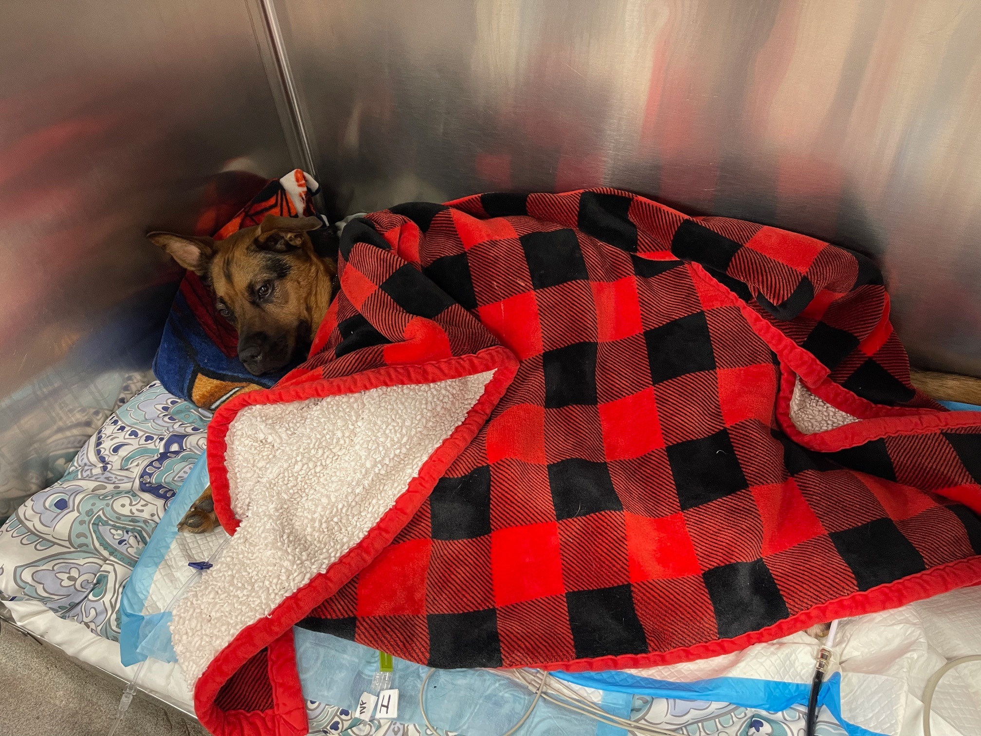 Help Judy & Her Family Save Their Pup, Lola campaign photo, 7 of 8