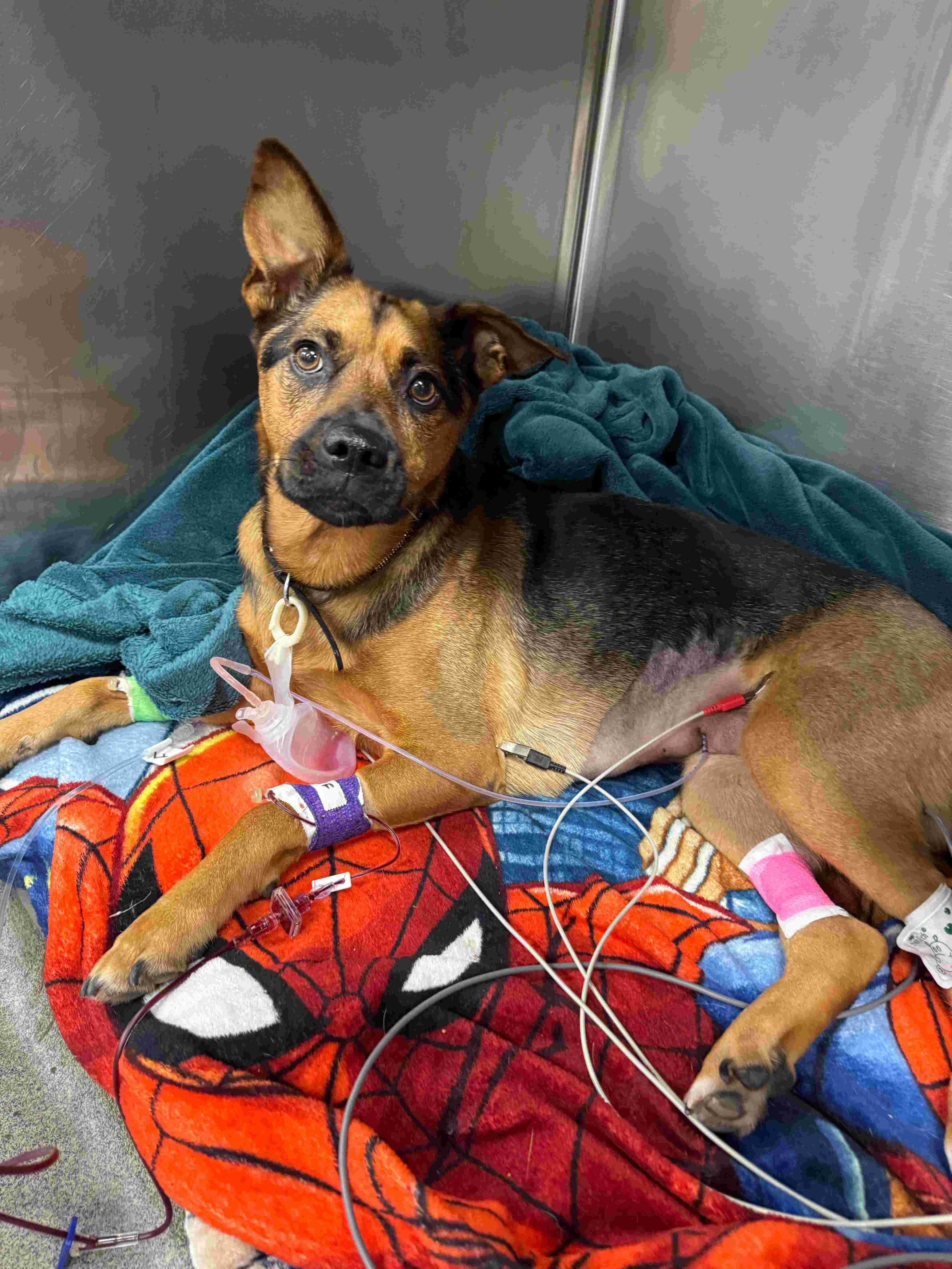 Help Judy & Her Family Save Their Pup, Lola campaign photo, 2 of 8
