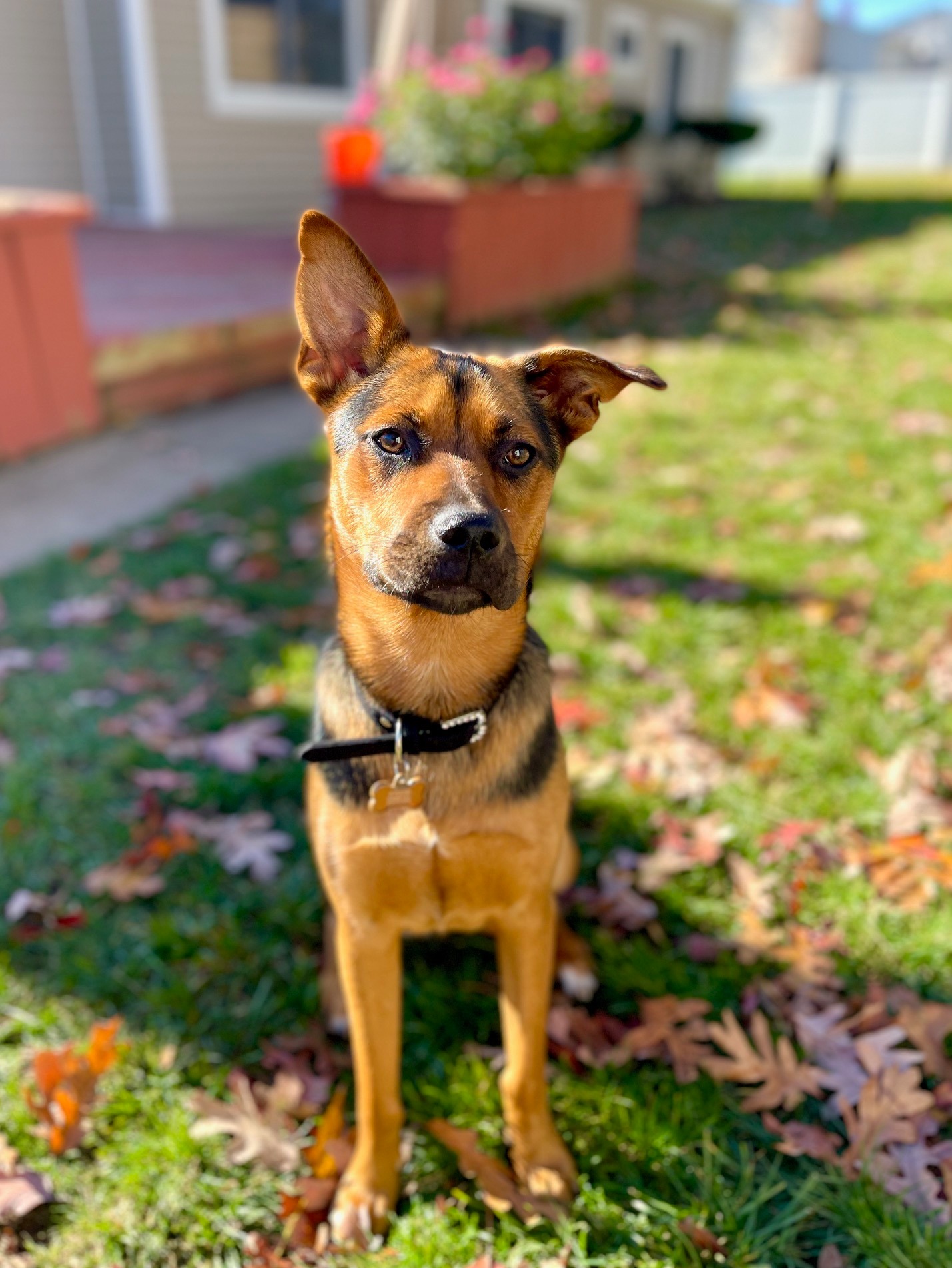 Help Judy & Her Family Save Their Pup, Lola campaign photo, 5 of 8