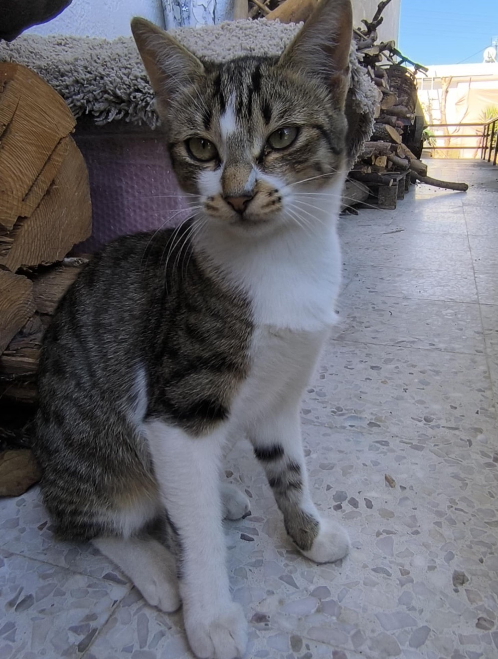 Rhodes abandoned cats and kittens campaign photo, 5 of 8
