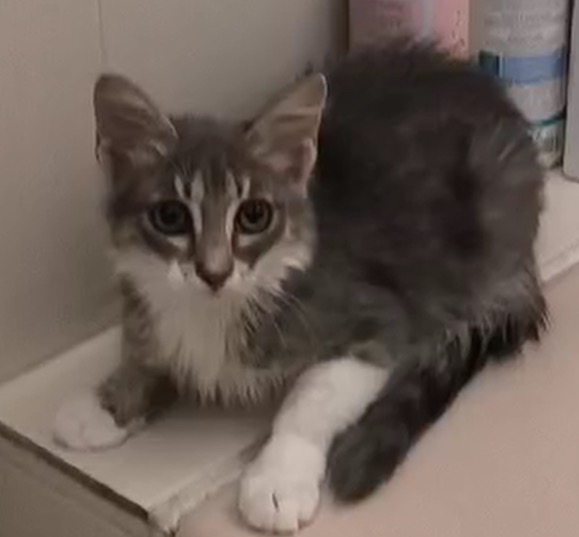 Rhodes abandoned cats and kittens campaign photo, 6 of 8