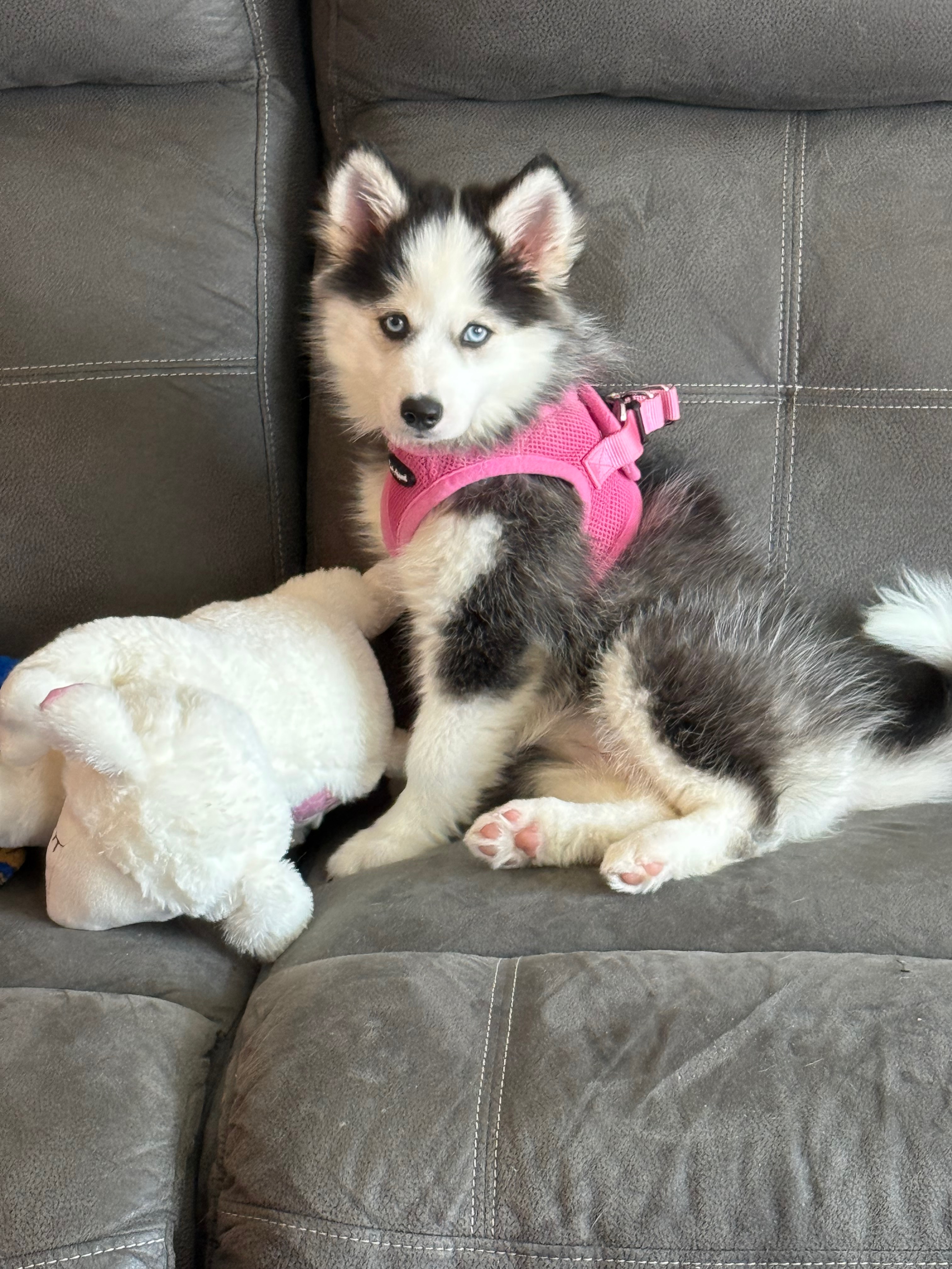 Help Nova Recover from Brain Injury - Doggie Heaven Fund campaign photo, 2 of 6
