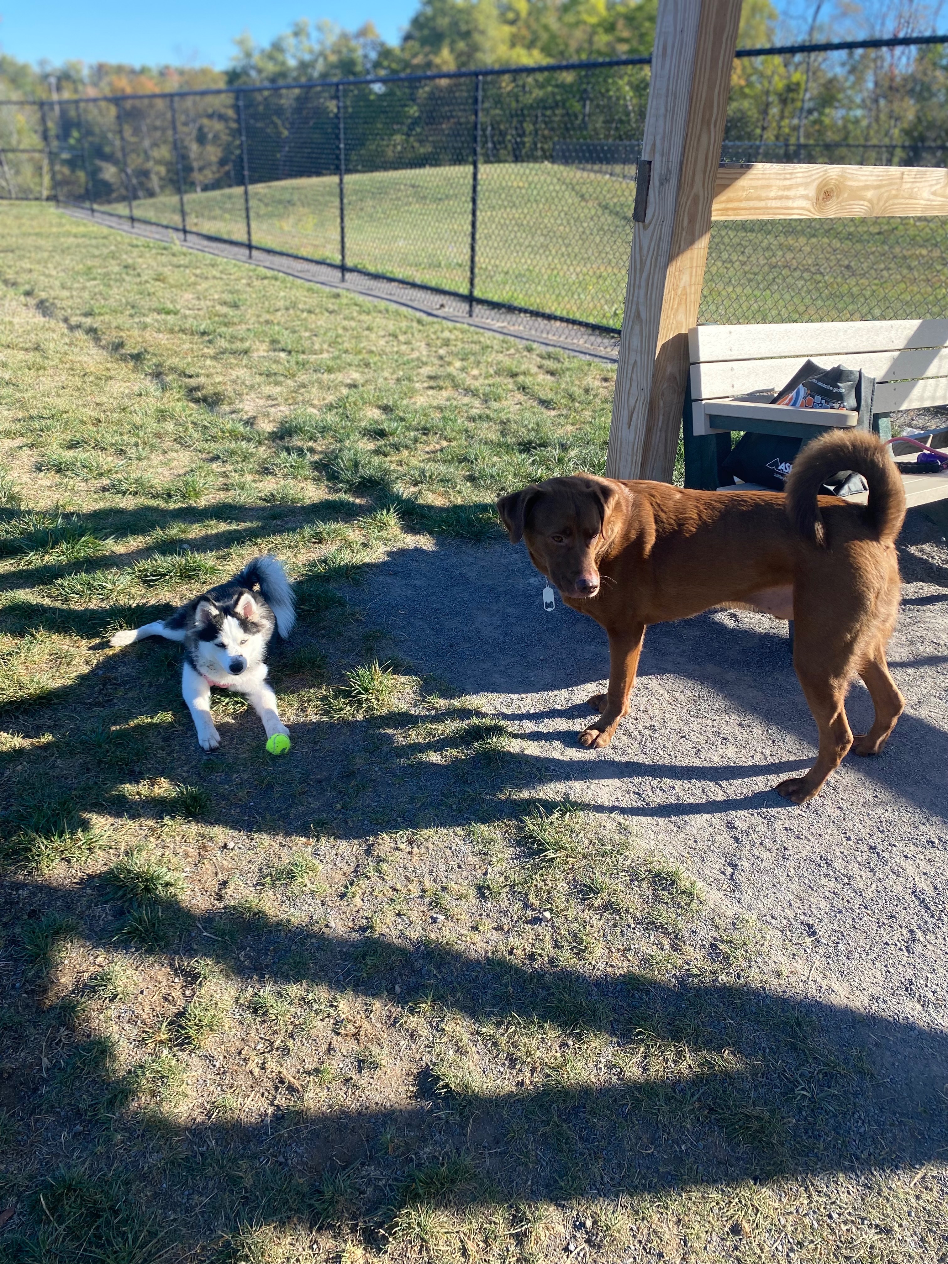 Help Nova Recover from Brain Injury - Doggie Heaven Fund campaign photo, 4 of 6