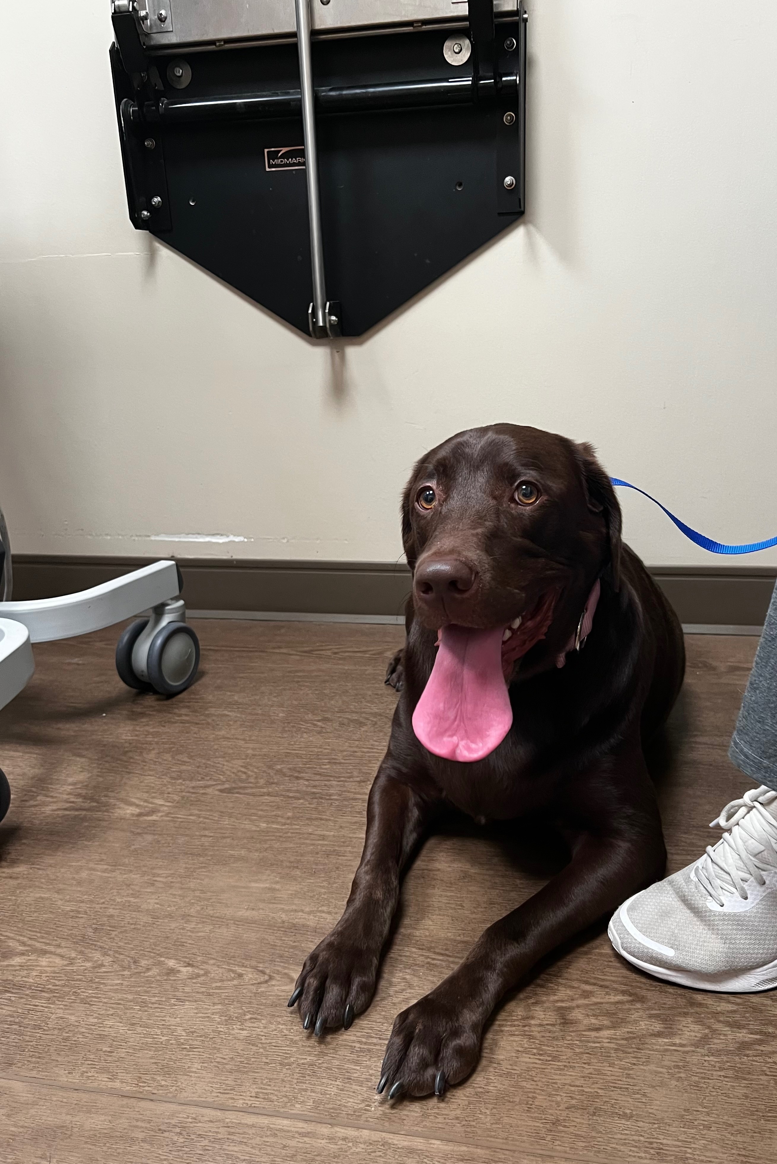 Help Charlie Walk Again: Surgery Needed campaign photo, 4 of 5