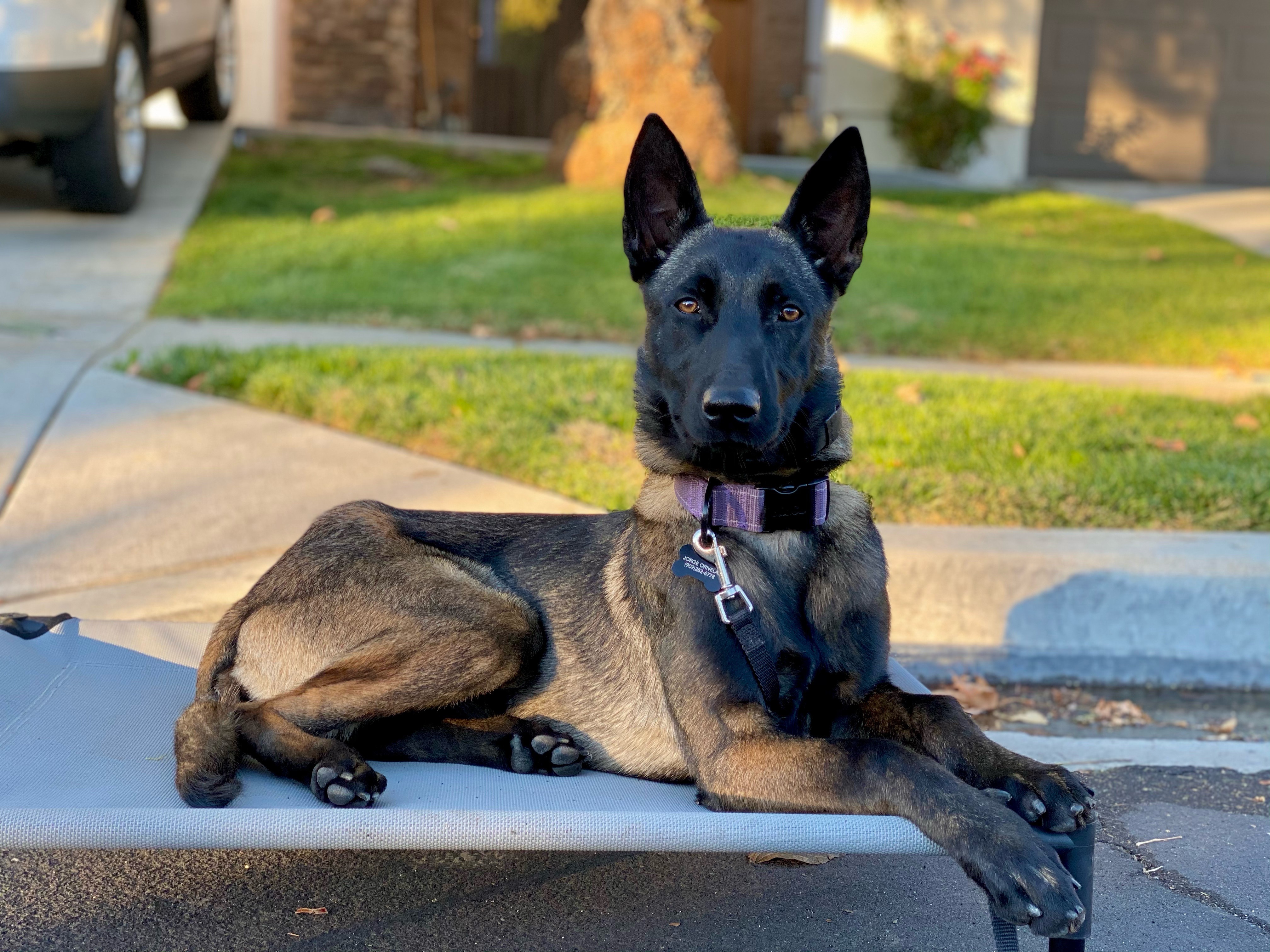 Help Save My Dog After a Rattlesnake Bite campaign photo, 5 of 6