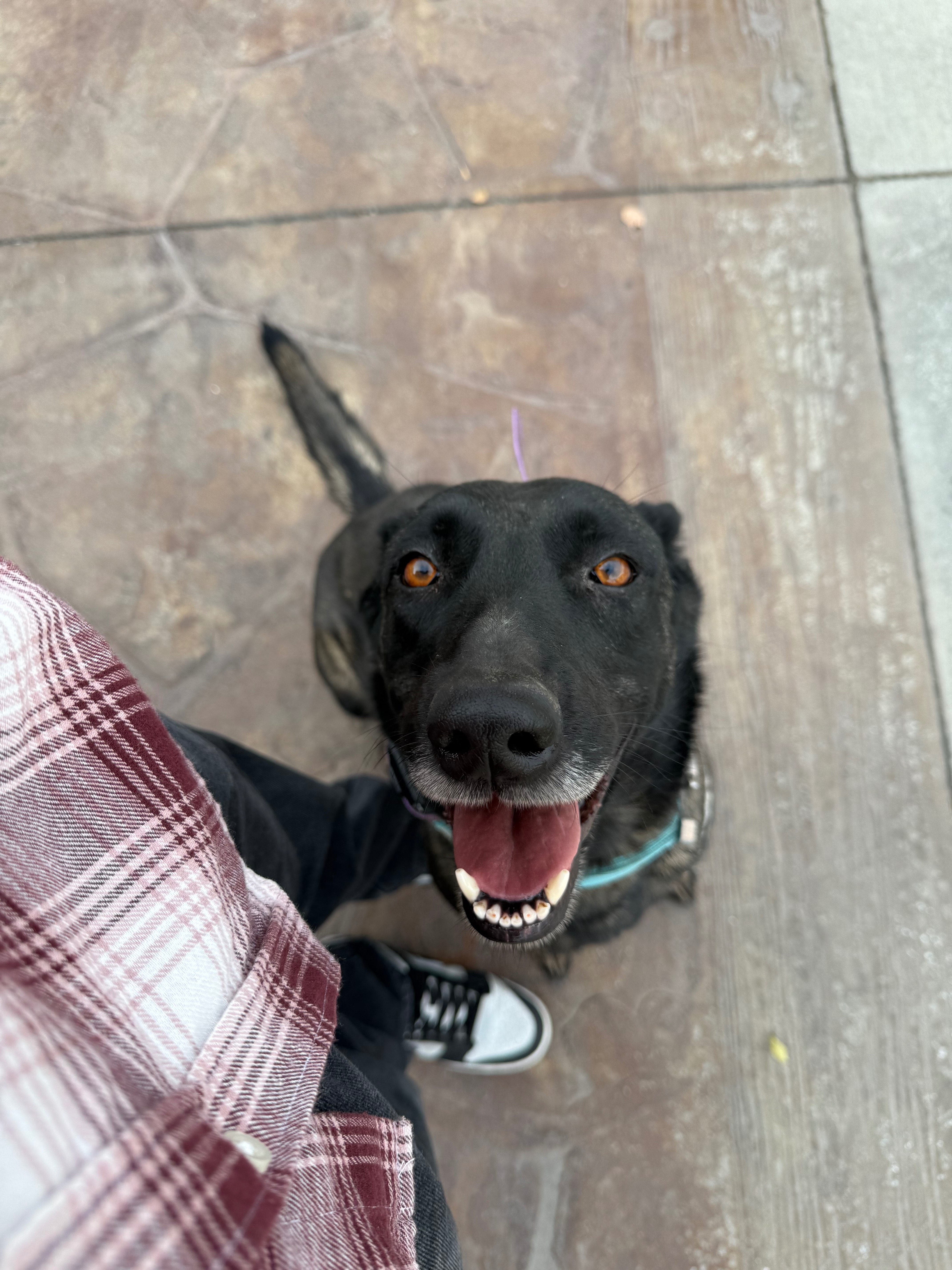 Help Save My Dog After a Rattlesnake Bite campaign photo, 2 of 6