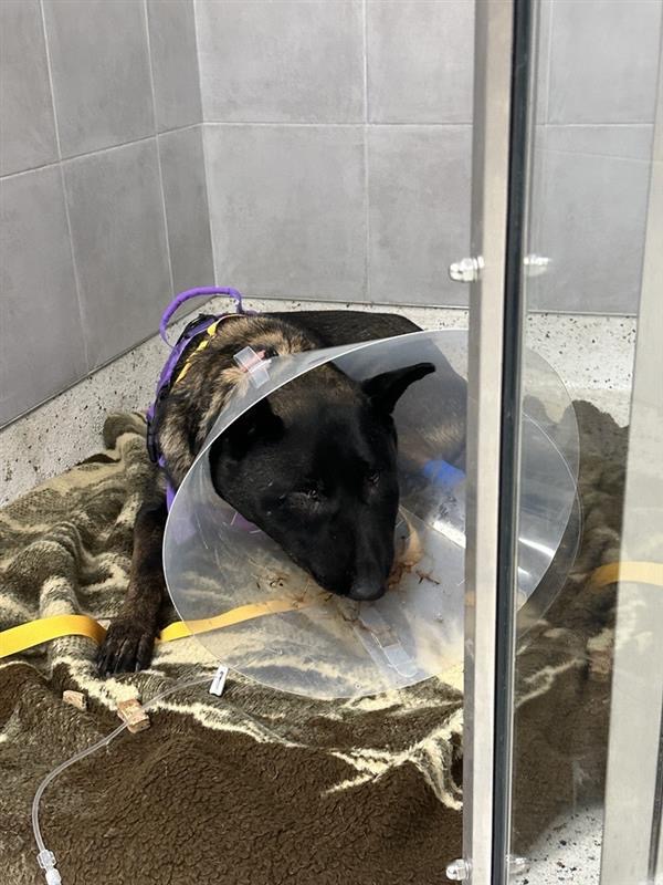 Help Save My Dog After a Rattlesnake Bite campaign photo, 4 of 6