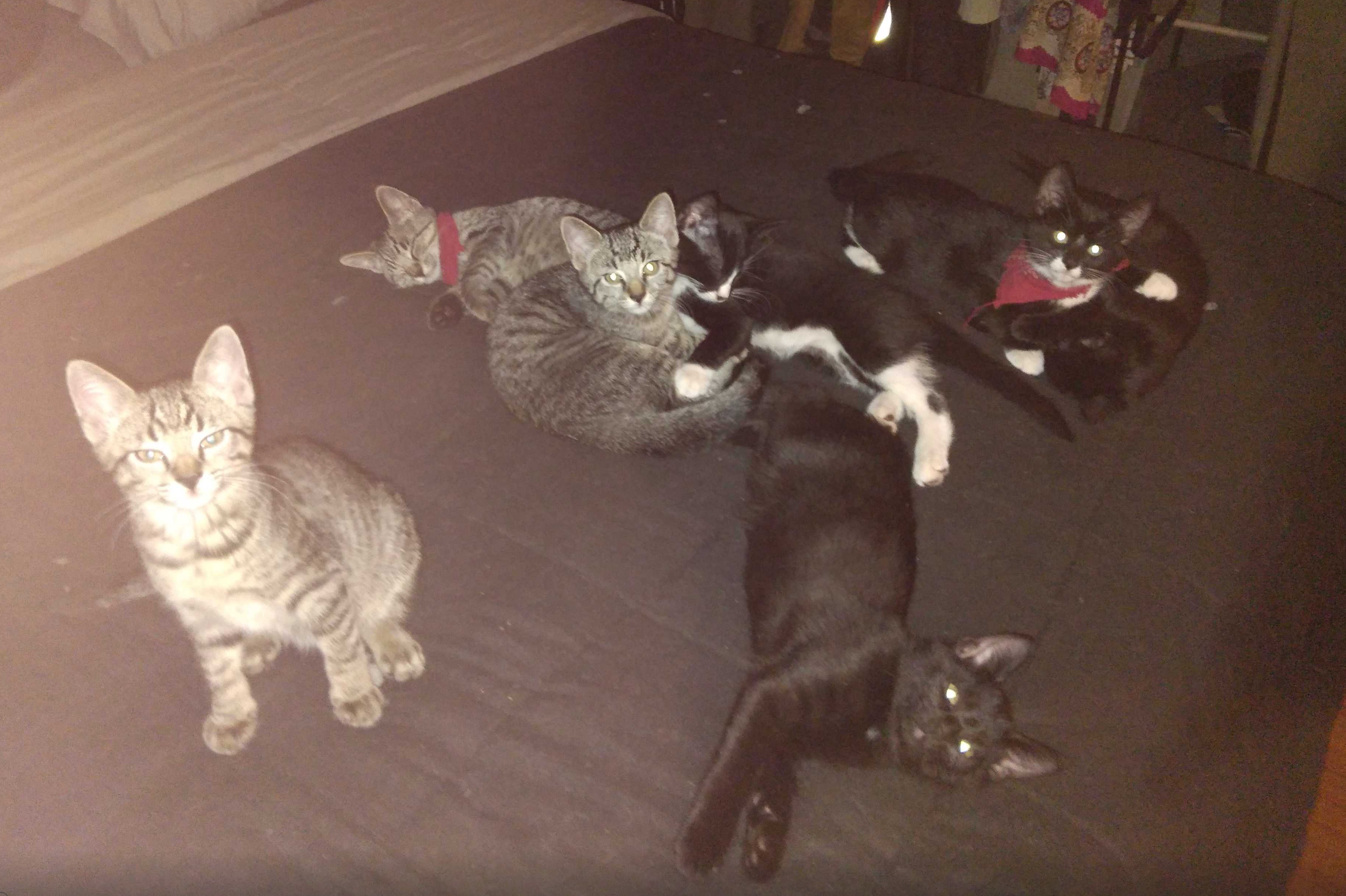 Help Libchein Fight FIP – Time is Critical! campaign photo, 2 of 8