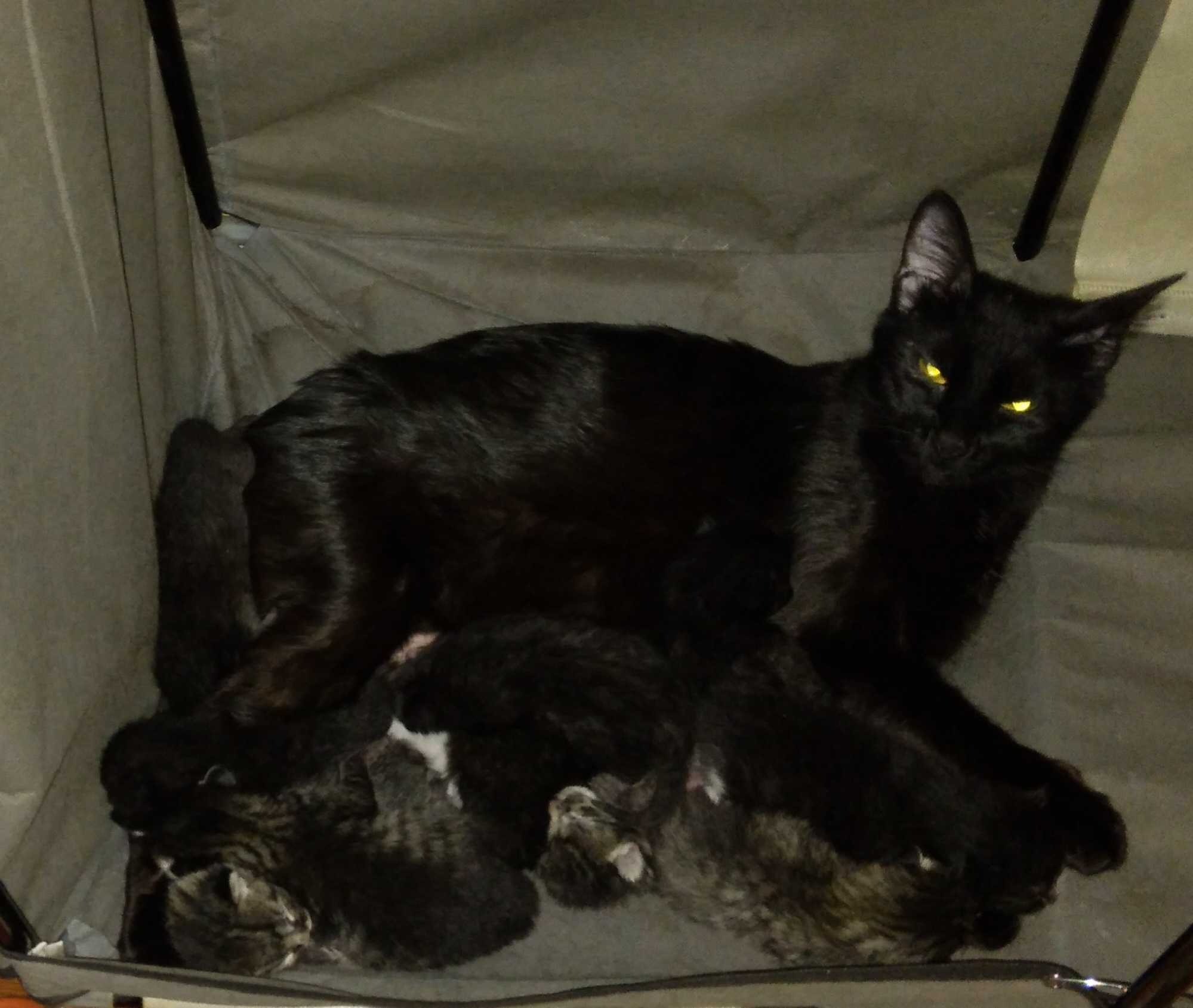 Help Libchein Fight FIP – Time is Critical! campaign photo, 4 of 8