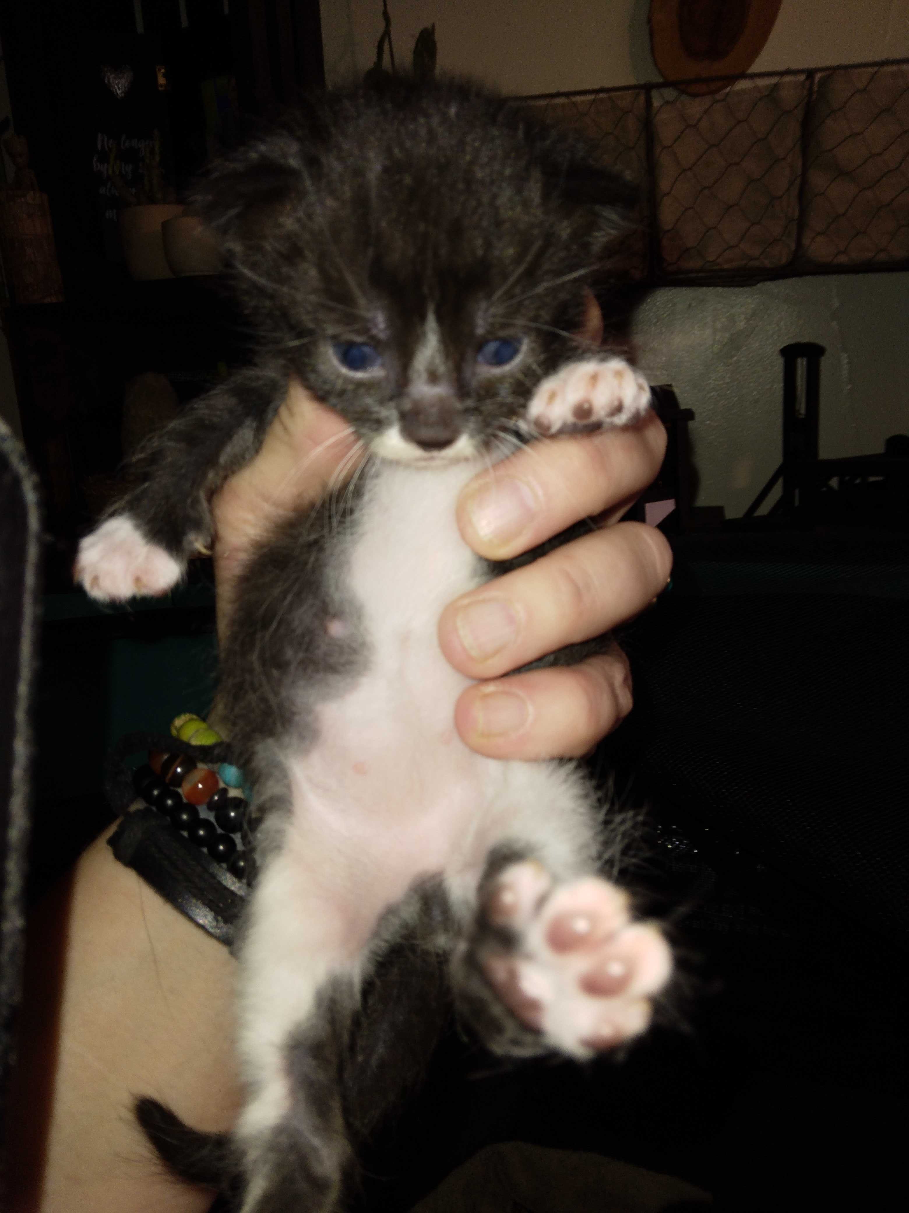 Help Libchein Fight FIP – Time is Critical! campaign photo, 5 of 8