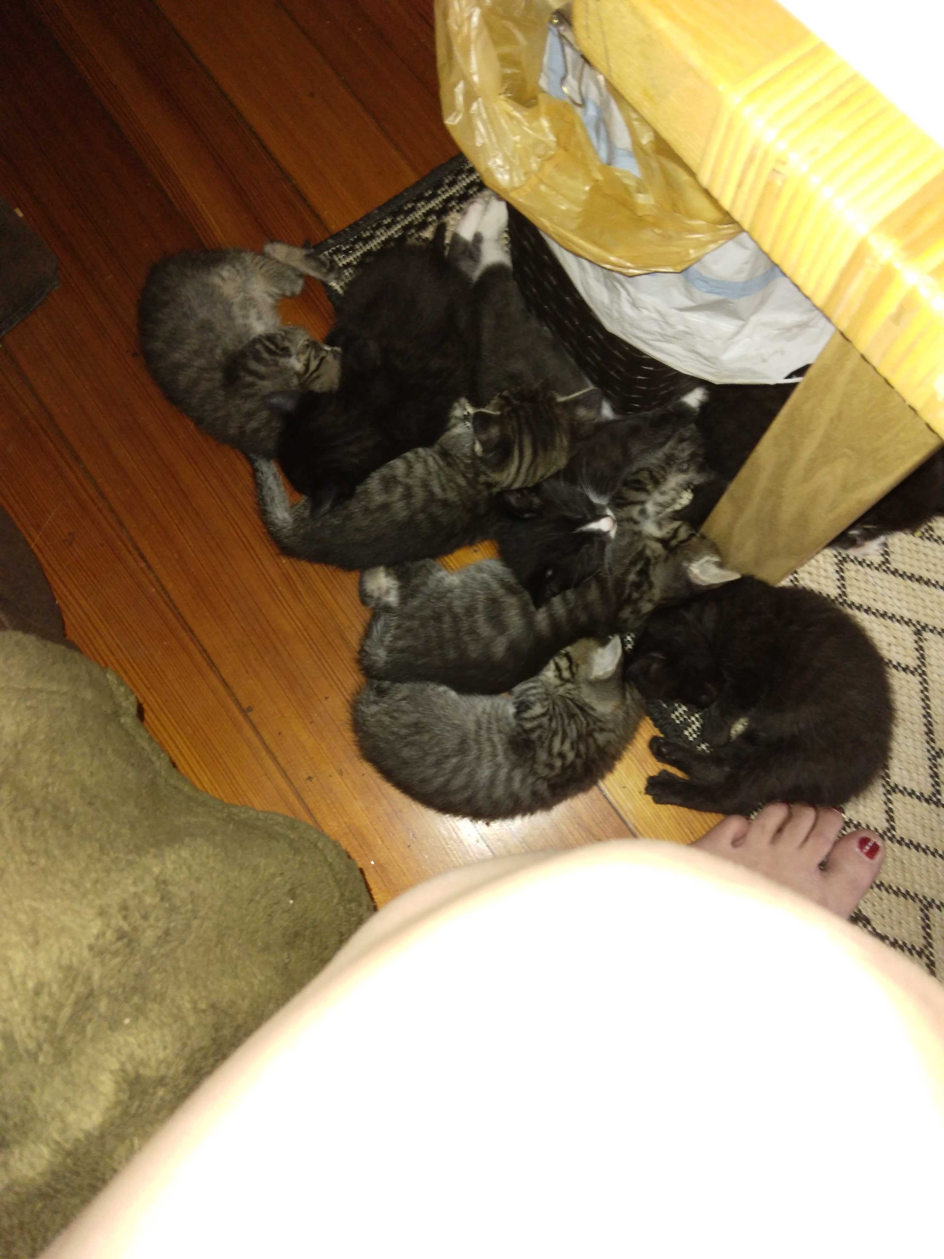 Help Libchein Fight FIP – Time is Critical! campaign photo, 6 of 8