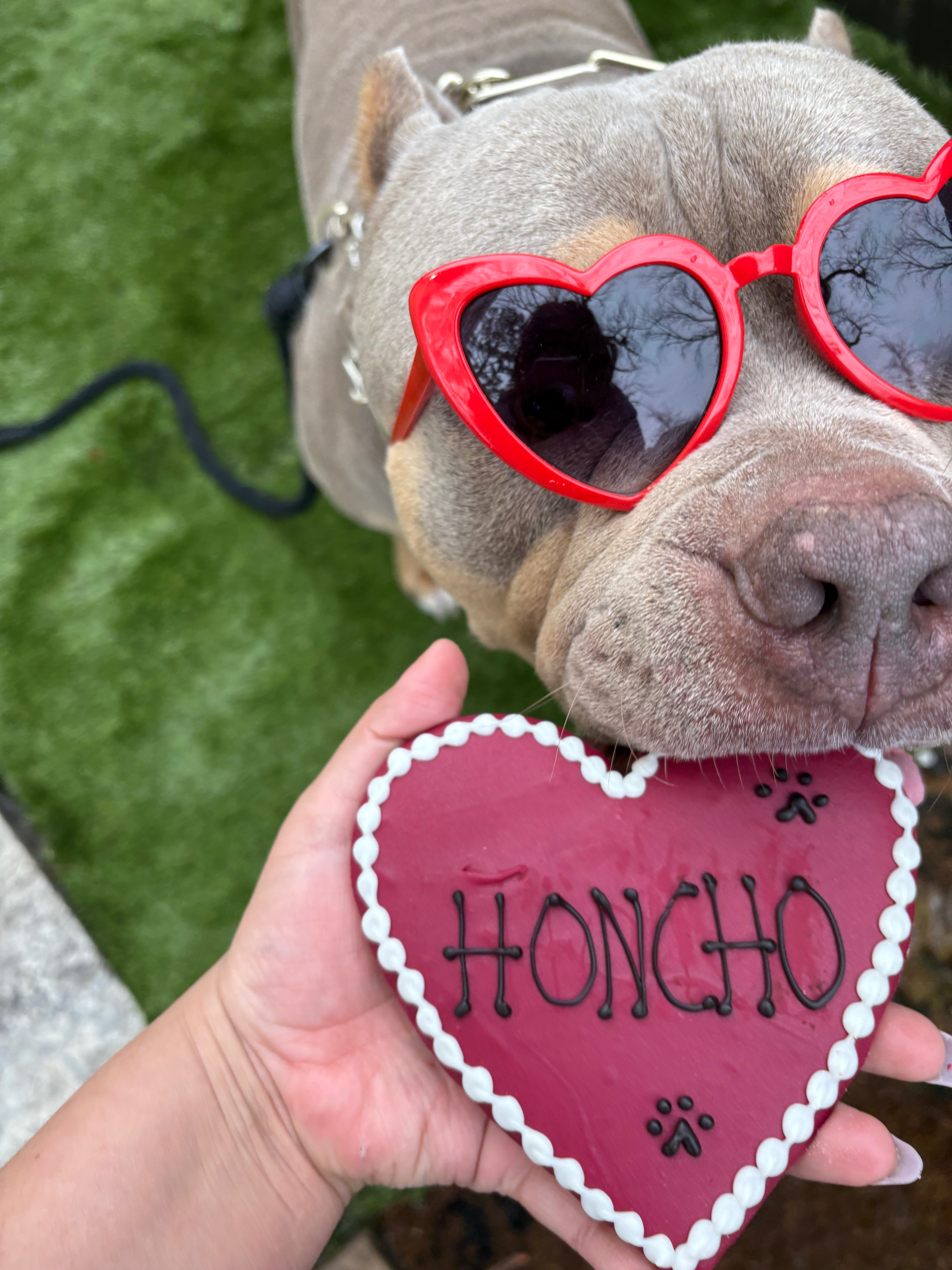Help Honcho Get Back on His Paws campaign photo, 2 of 8