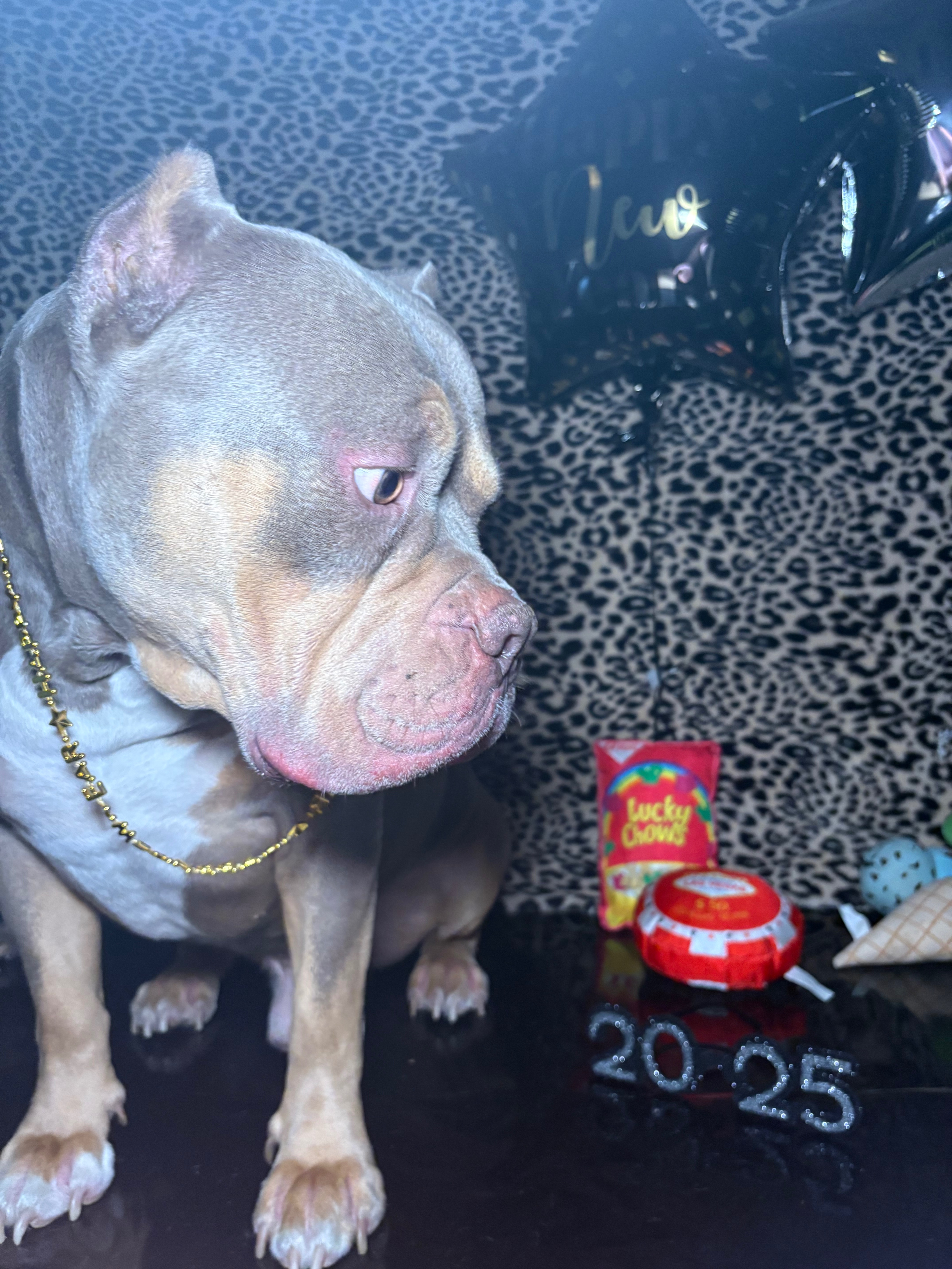 Help Honcho Get Back on His Paws campaign photo, 5 of 8